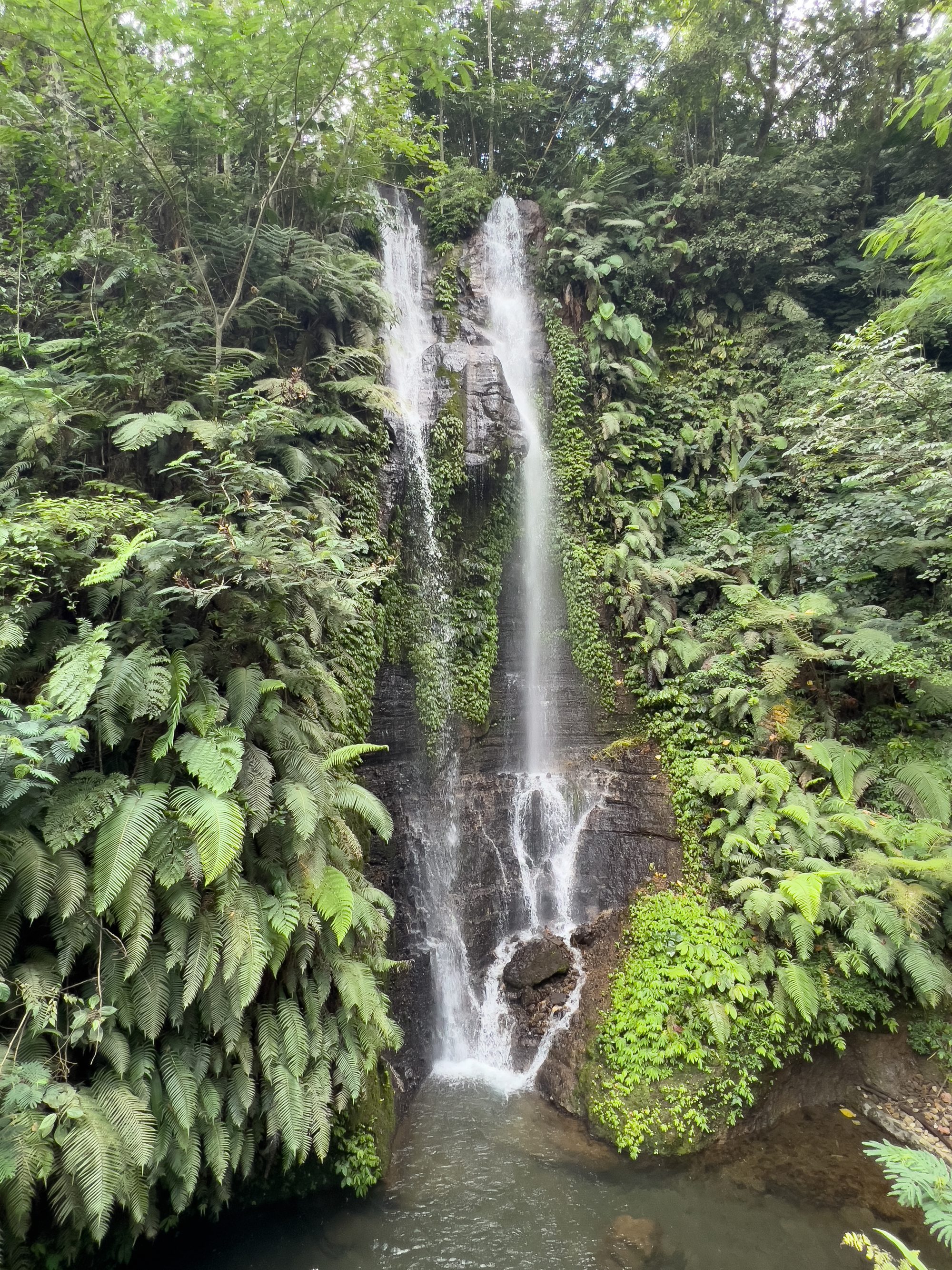 Bali jungle
