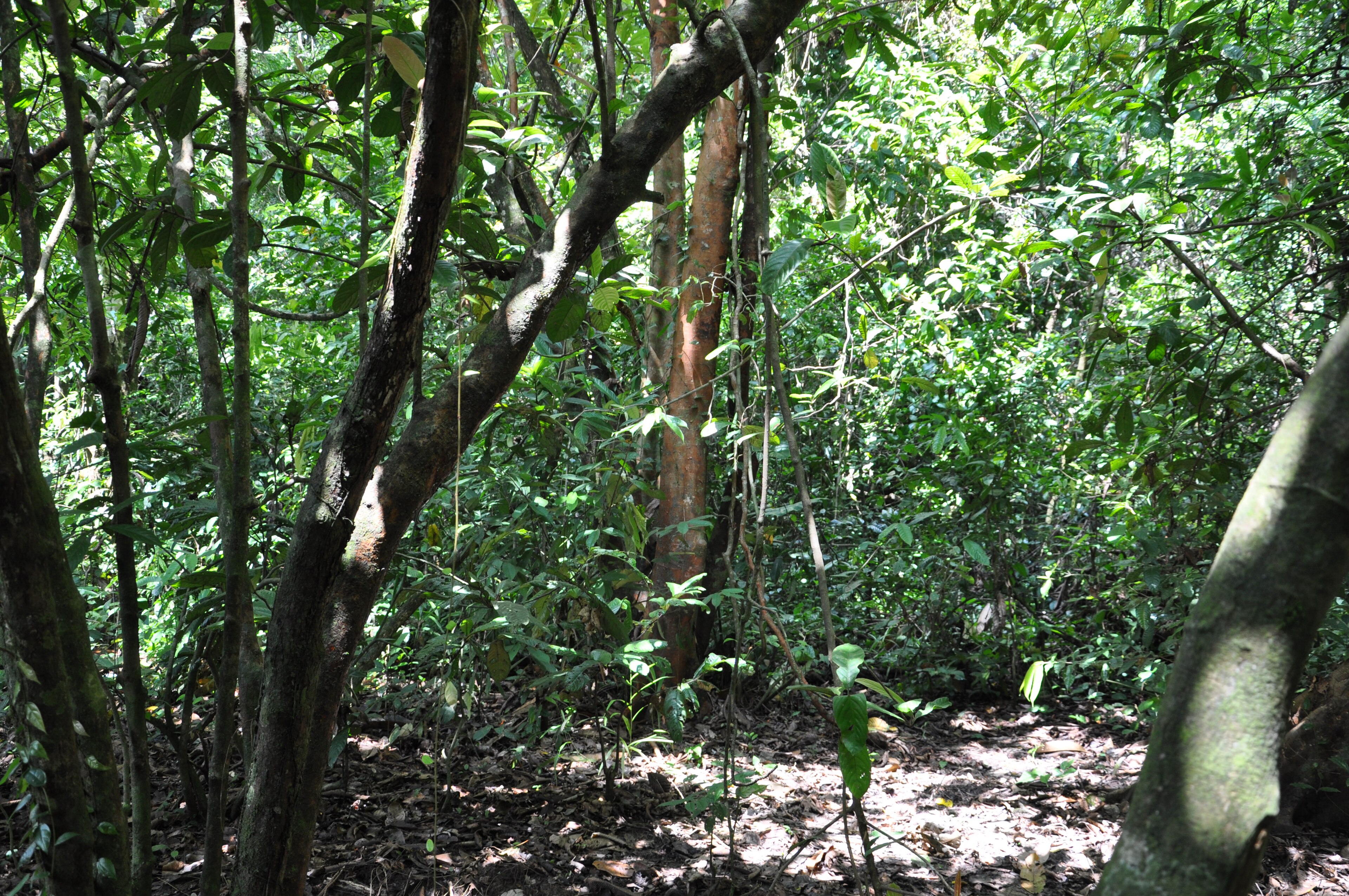 Borneo