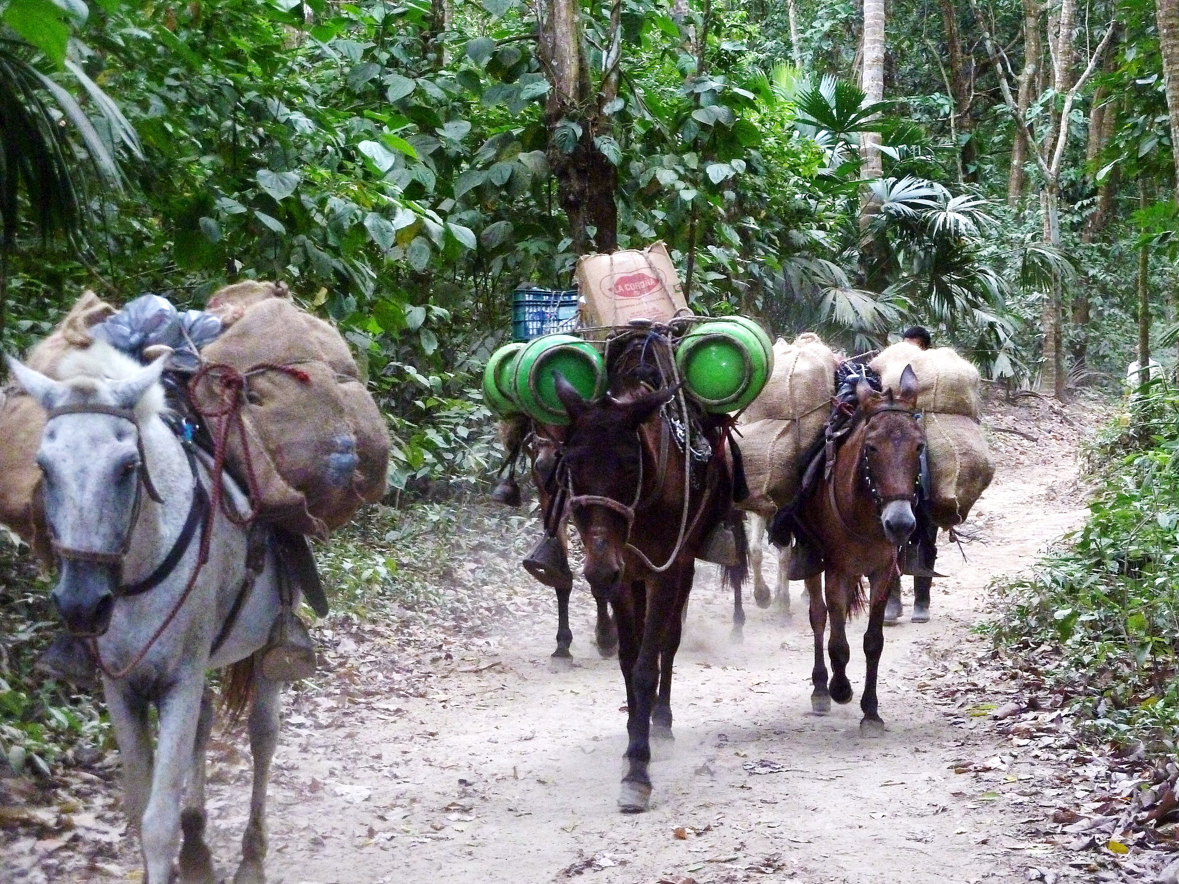 Colombia jungle