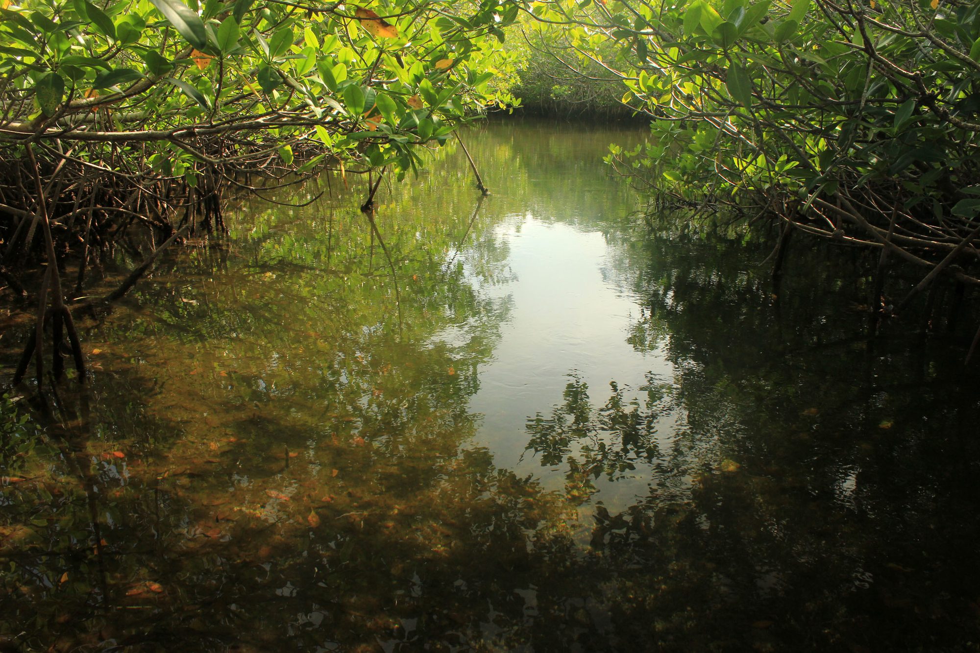 Florida jungle