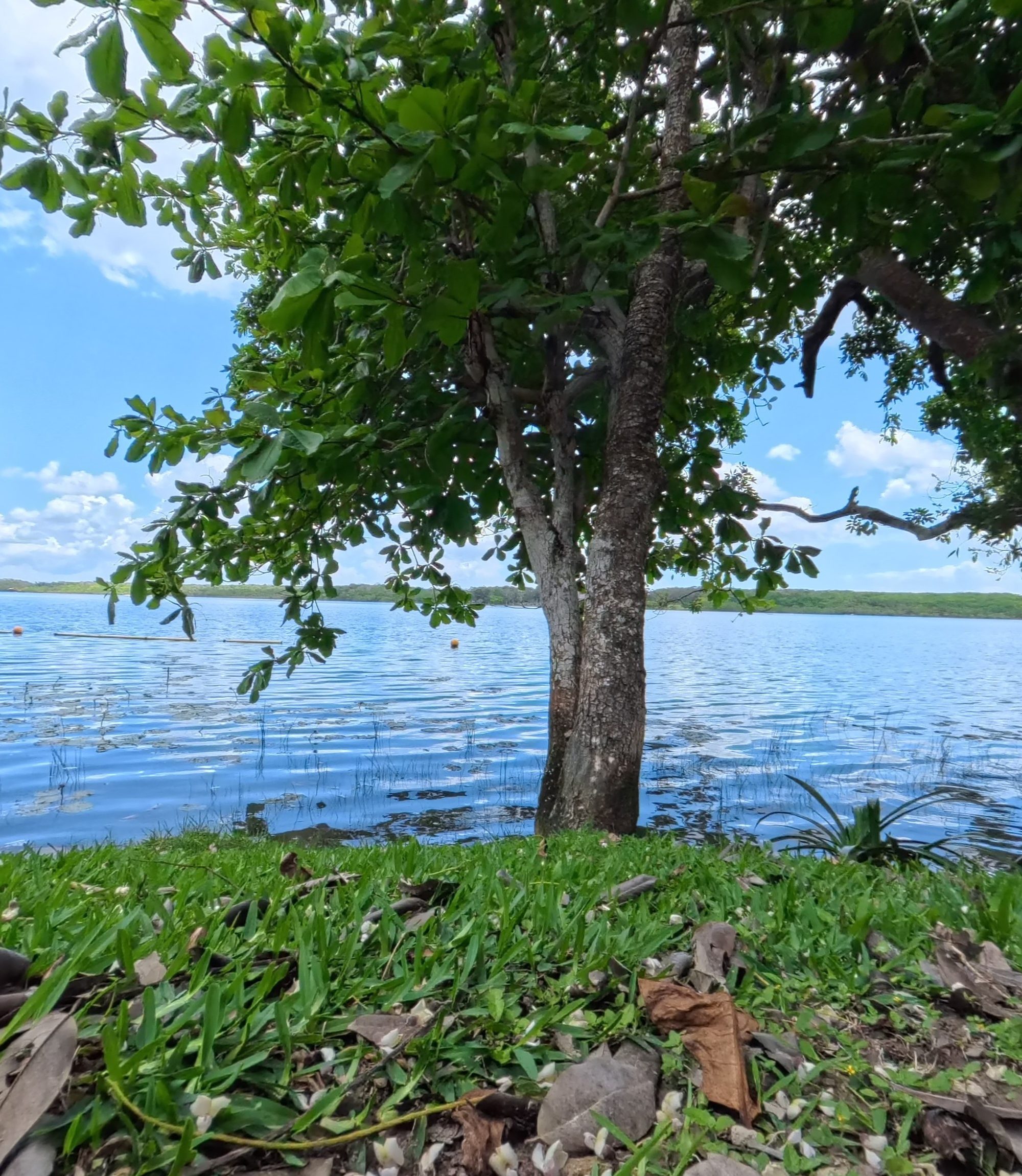 Tulum & the Maya Jungle jungle