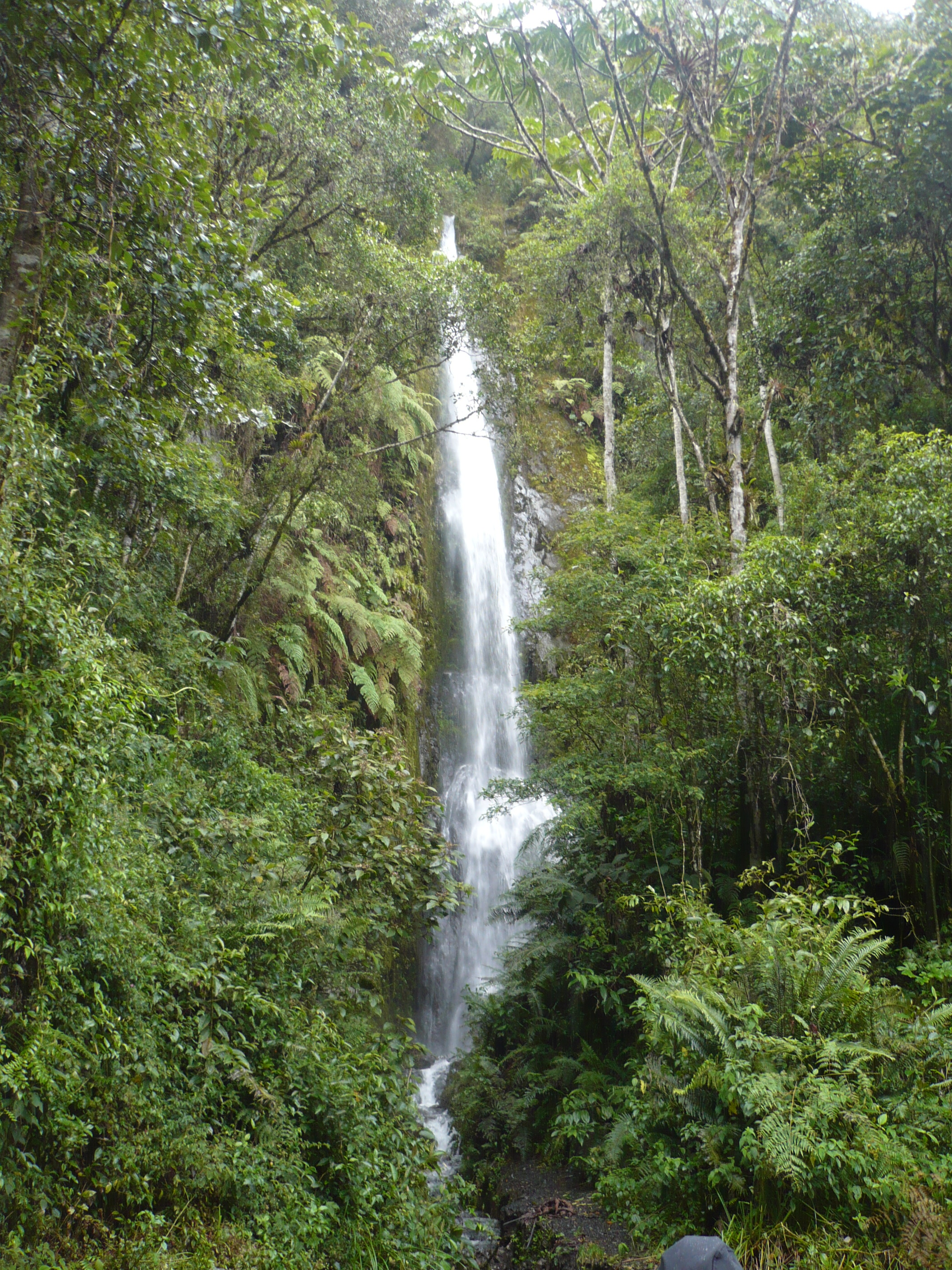 Peru jungle