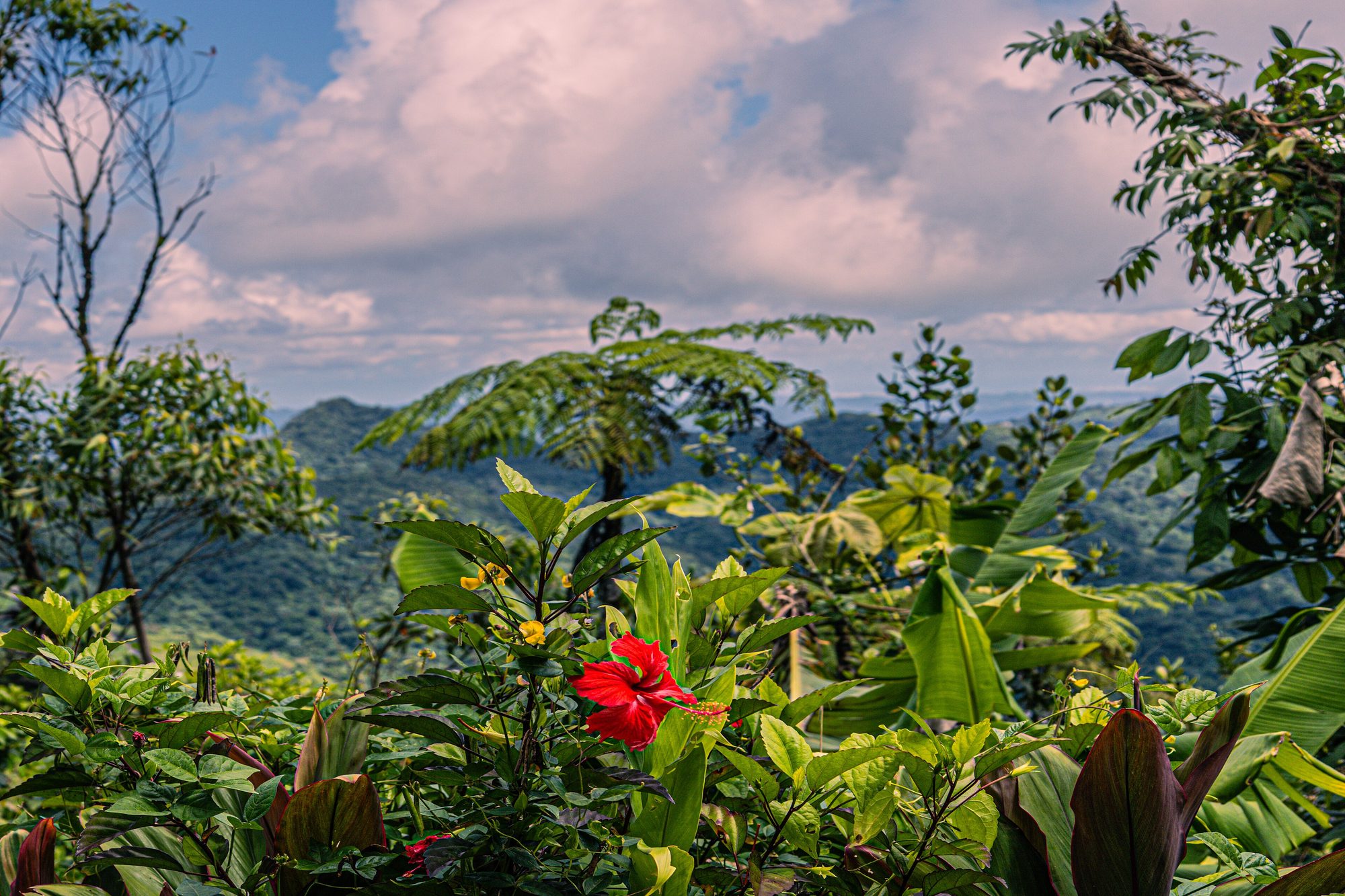 Orocovis (Toro Negro, Cordillera Central) landscape
