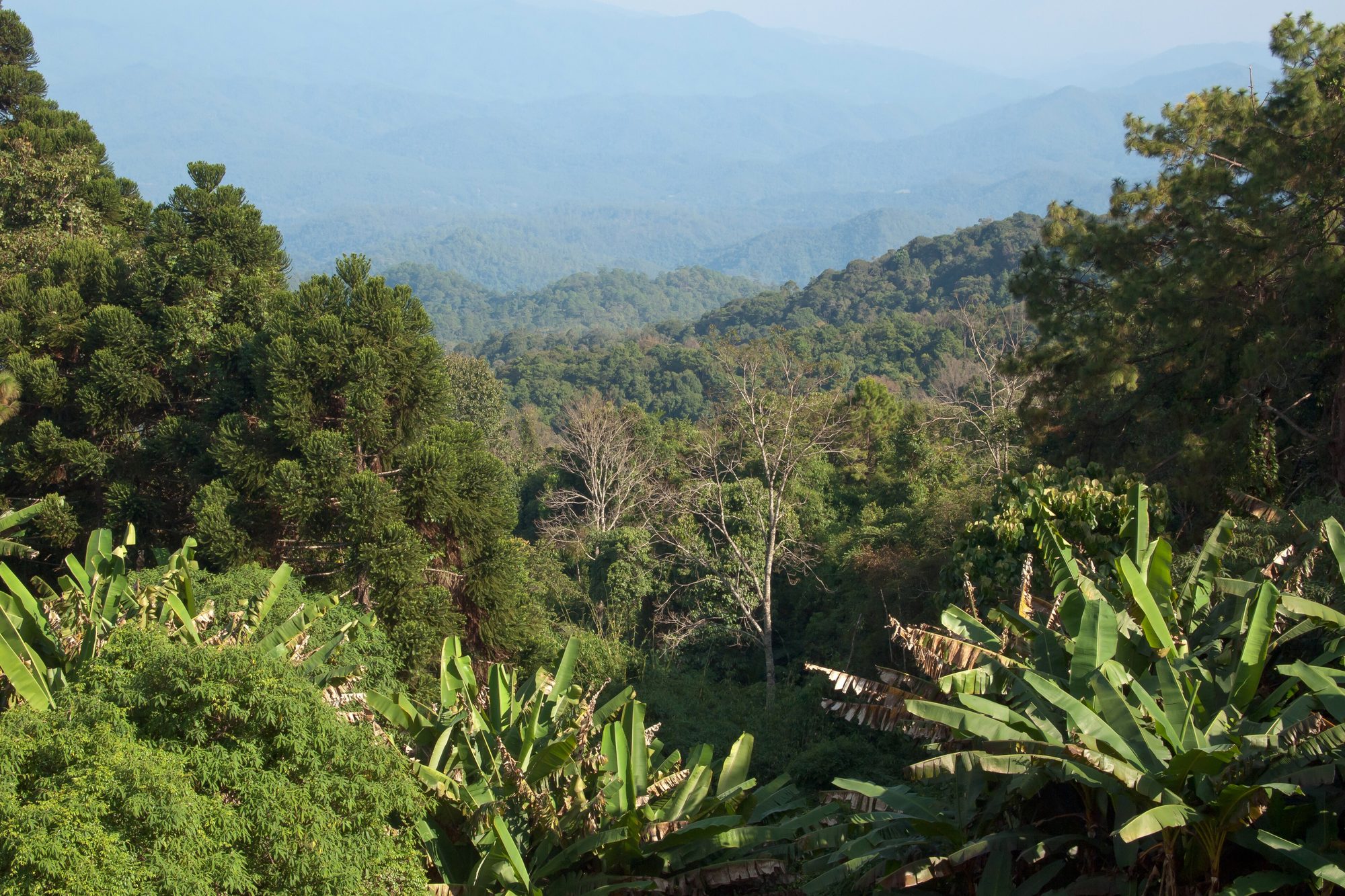 Phanom district (Khao Sok), Surat Thani landscape