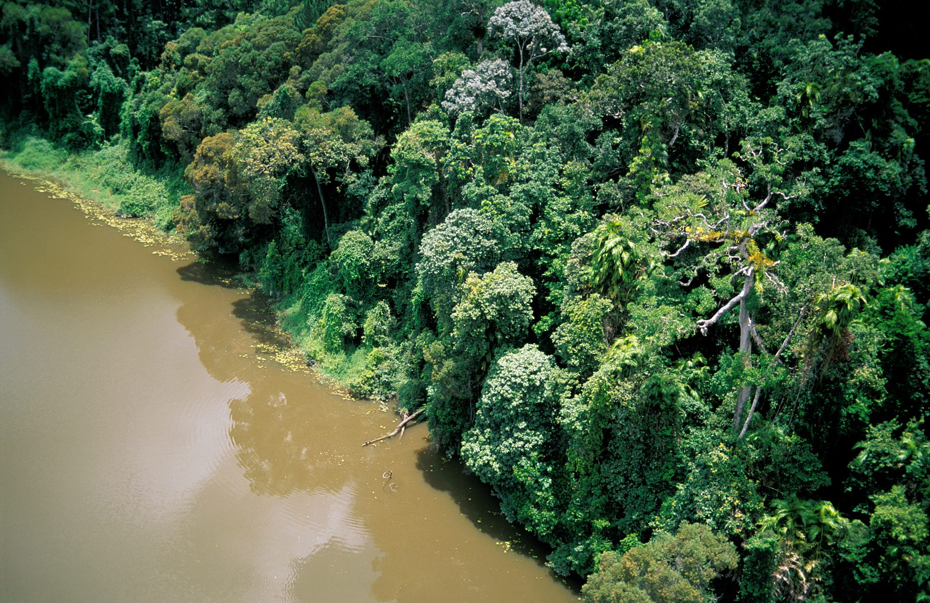 Rainforest canopy in morning mist