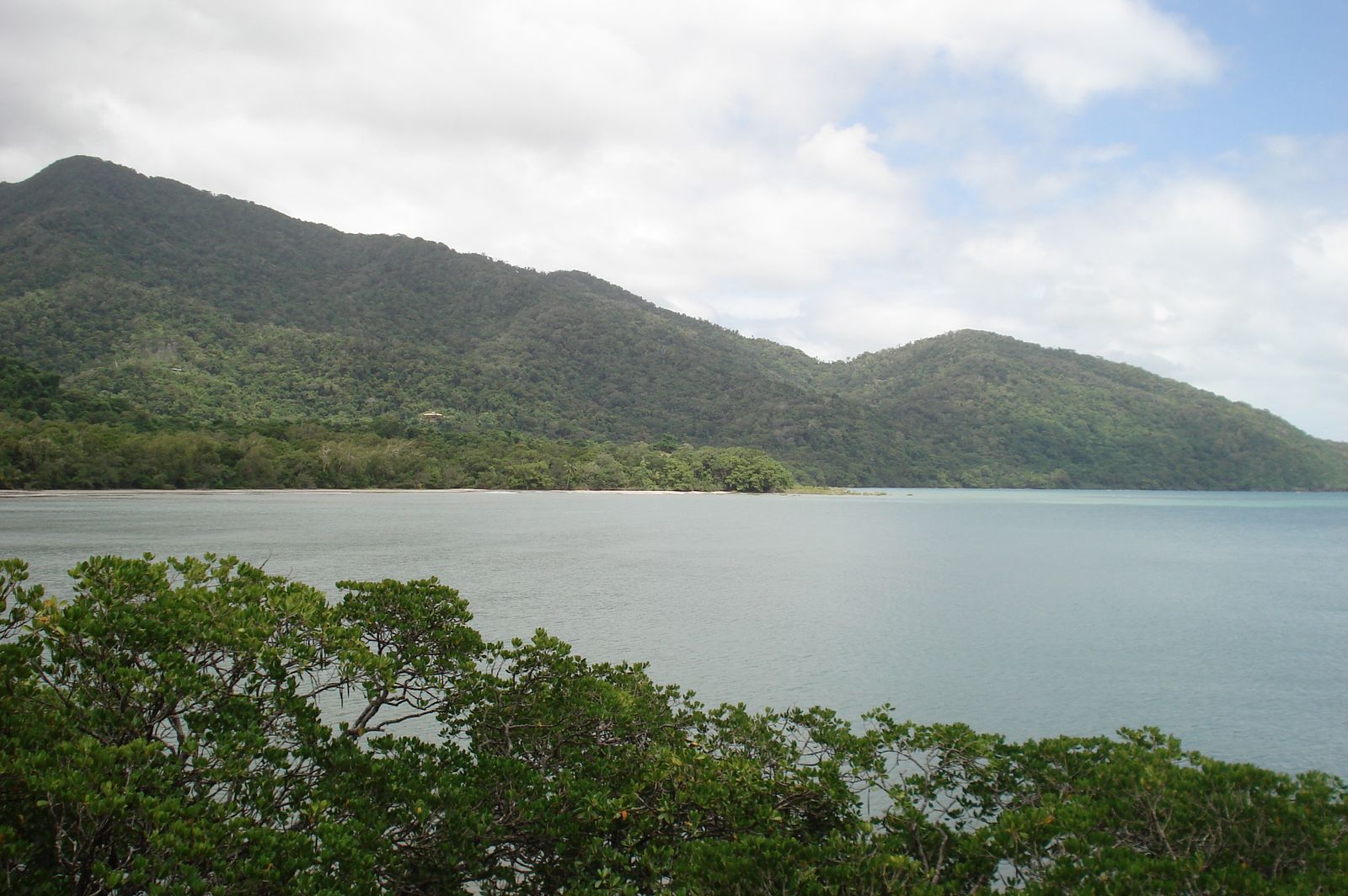 Dense lowland rainforest at Cape Tribulation, Queensland, where the Daintree meets the coast