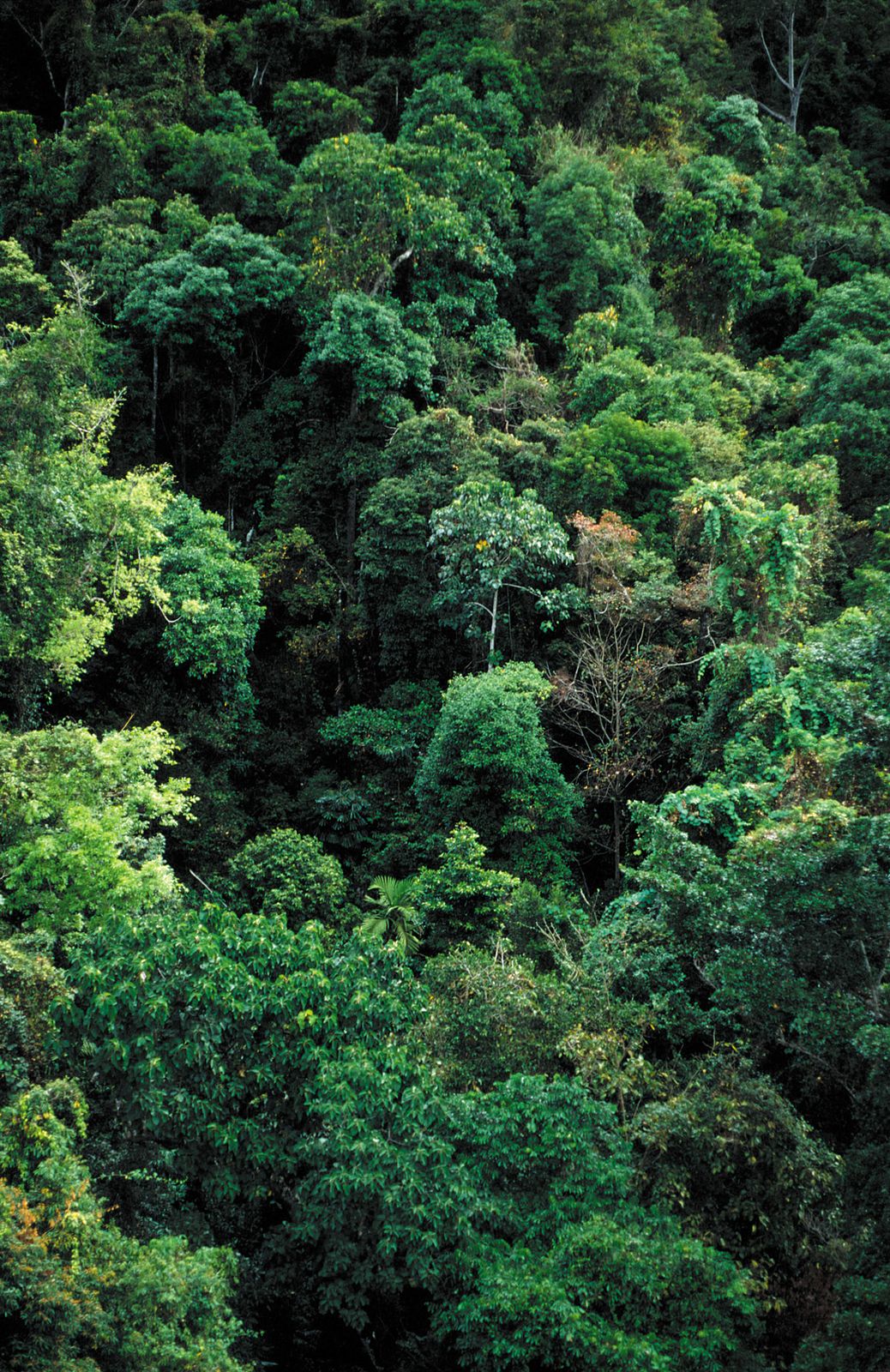 Dense tropical rainforest canopy in Australia, showing layered green foliage typical of the Daintree