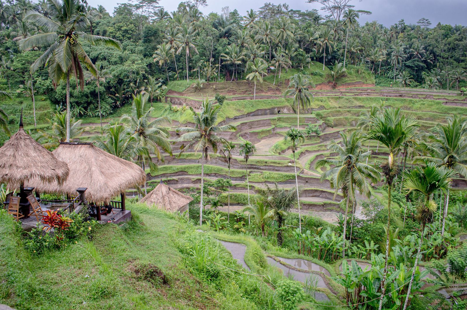 Bali Jungle Travel Guide