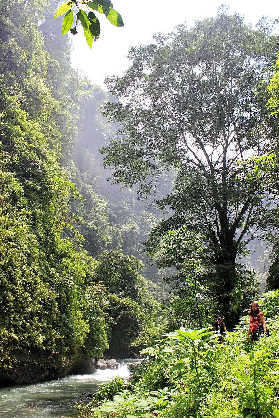 Sekumpul waterfall in northern Bali, with multiple cascades dropping through dense jungle