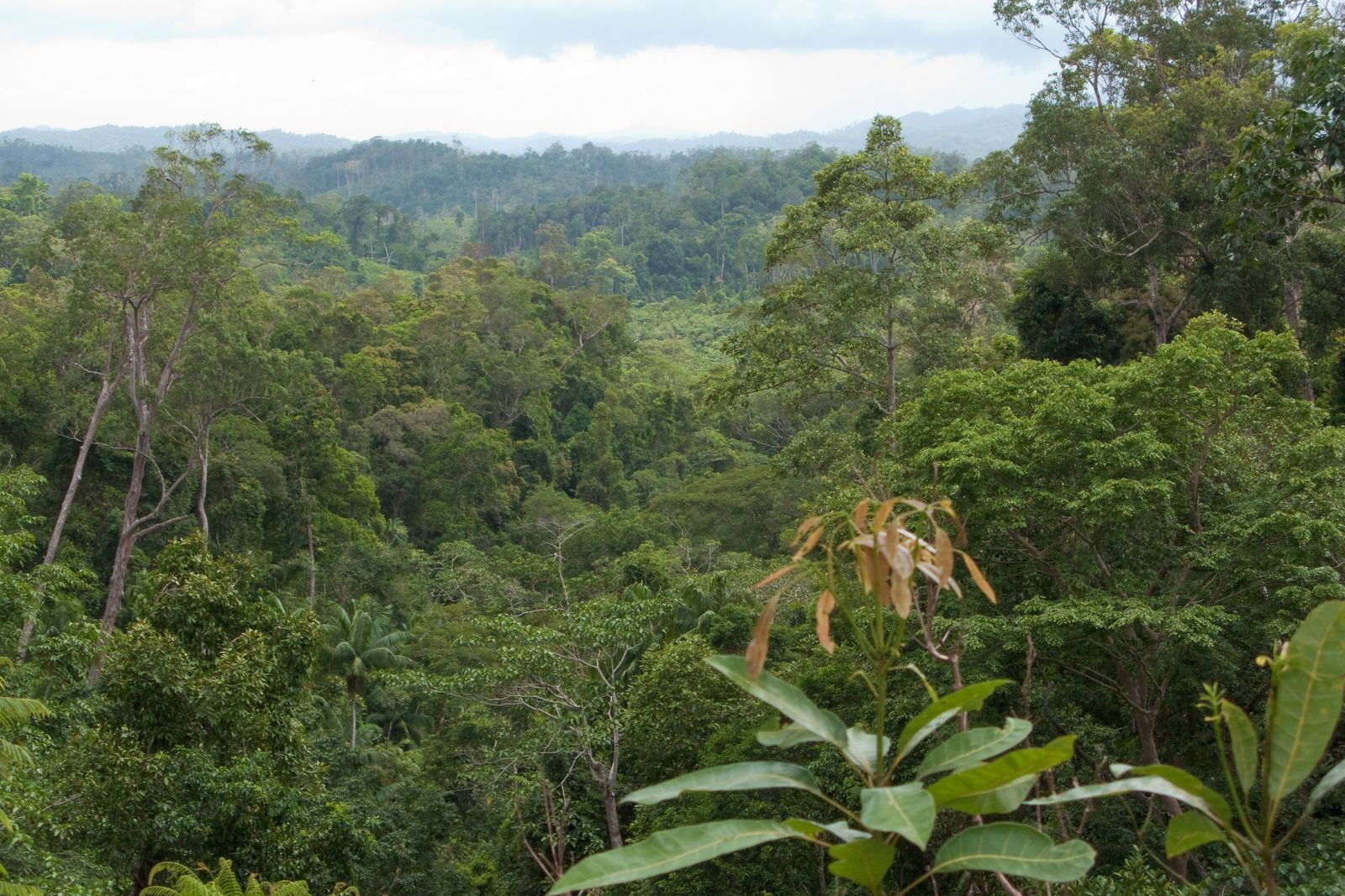 Dense green rainforest hills of the Cayo District in western Belize