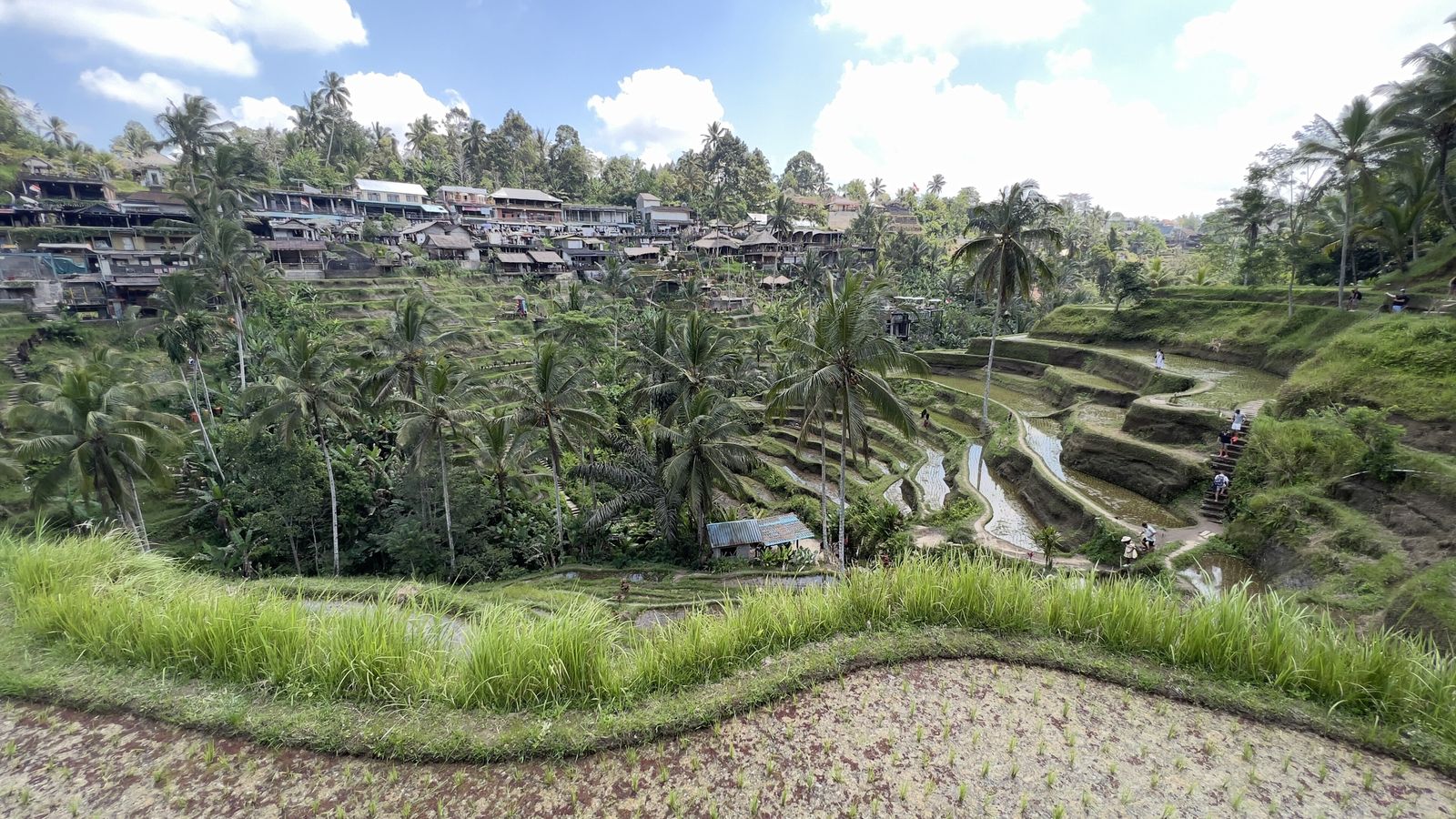 The stepped green rice terraces at Tegallalang, near Ubud, Bali