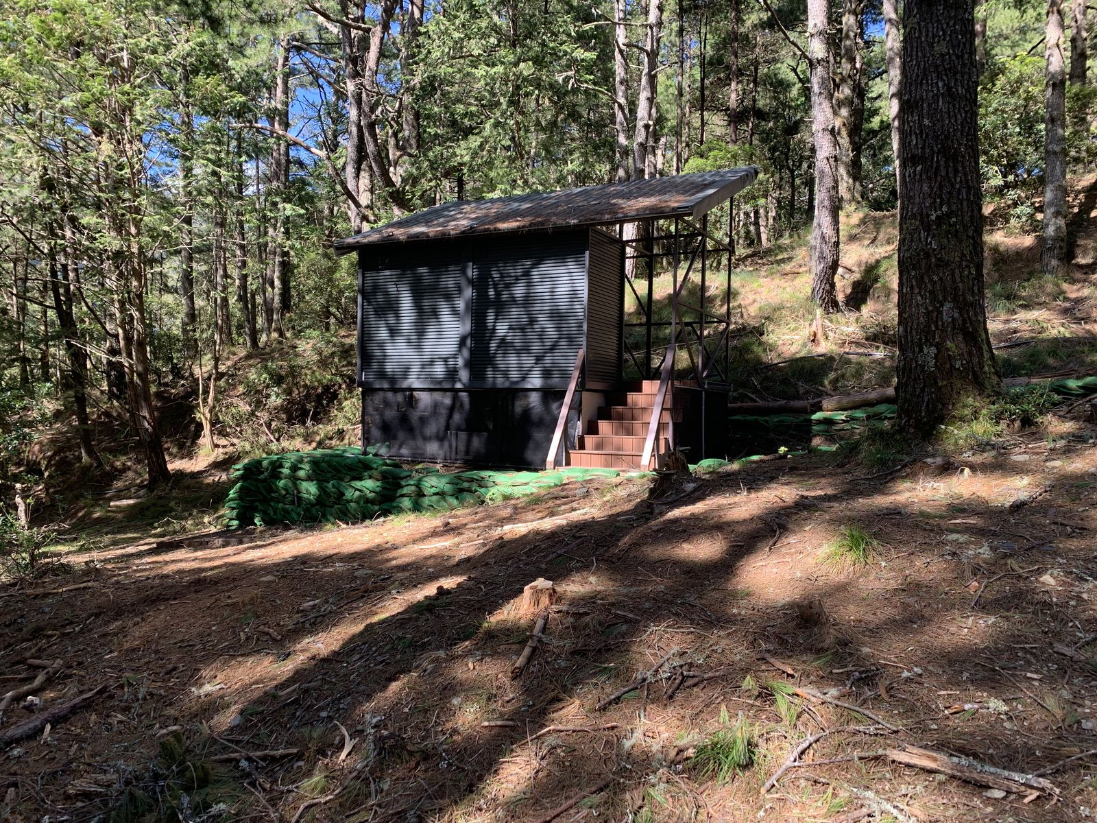 A simple eco cabin raised on stilts in the rainforest, built from timber with an open-air design