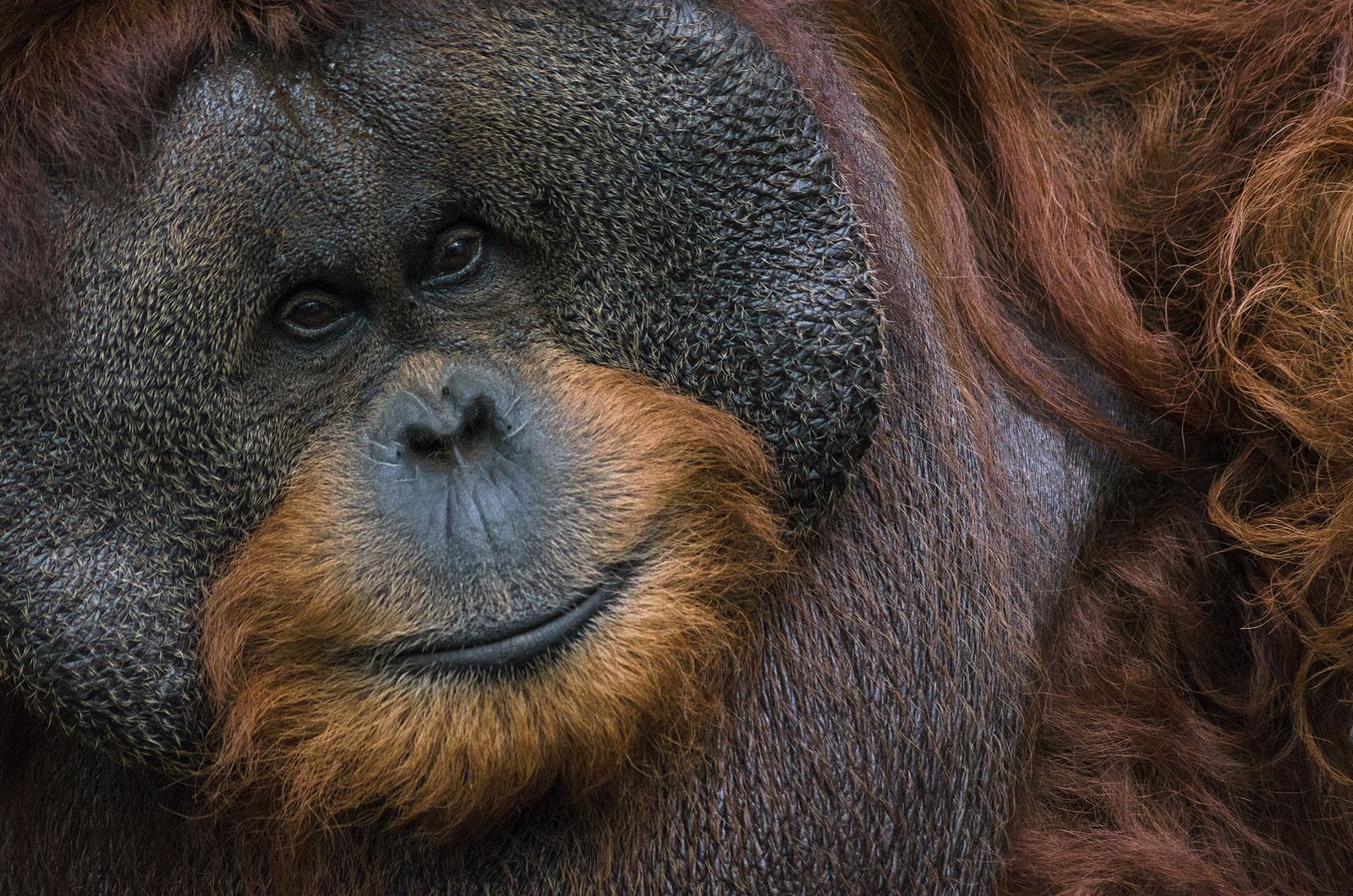 Monkey in the rainforest canopy