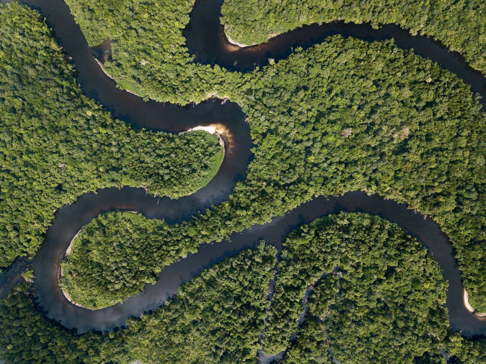 Dense tropical rainforest canopy in Southeast Asia, seen from above