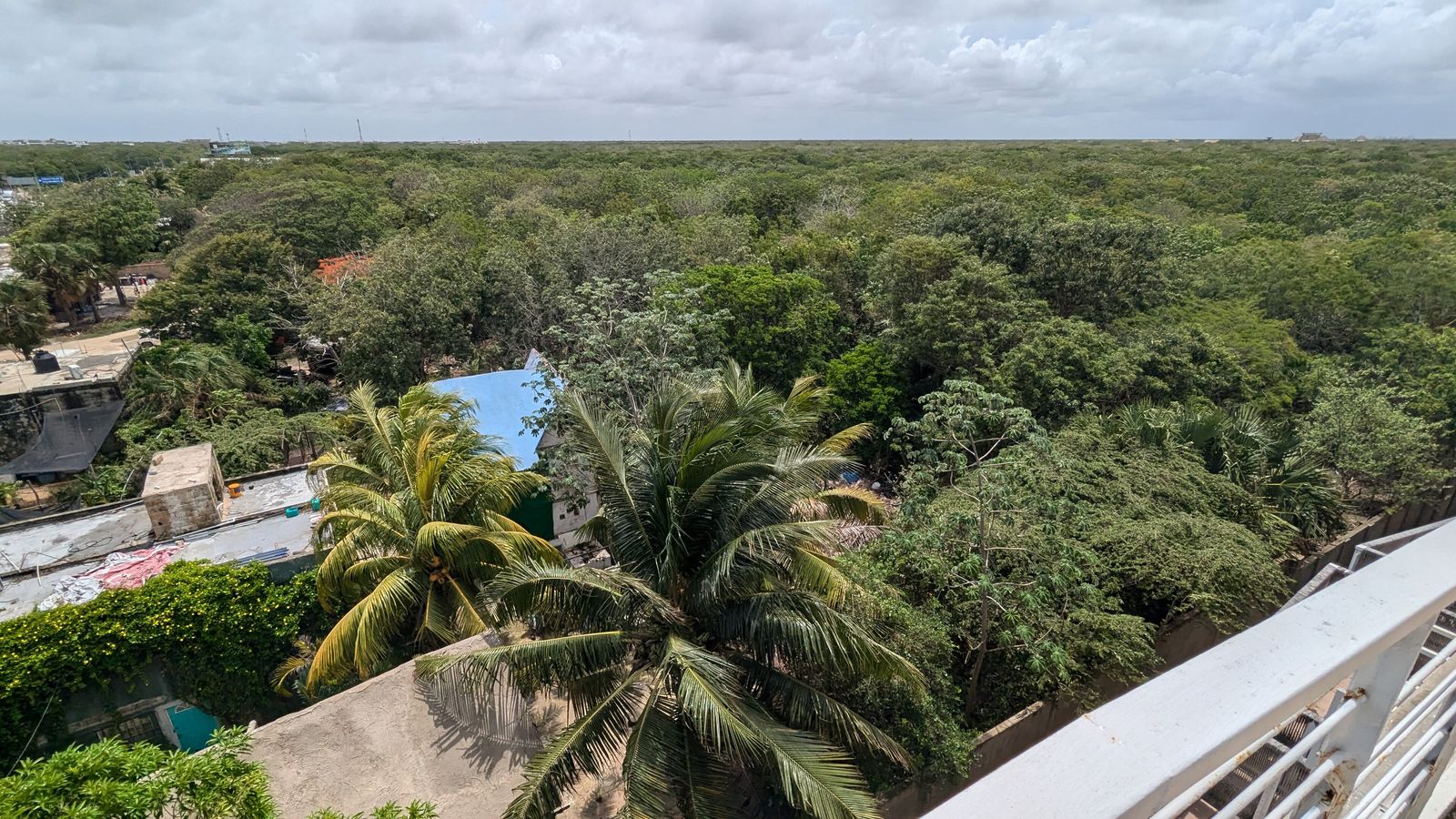 Jungle-covered coastline near Tulum, Mexico, with dense tree canopy meeting the shore