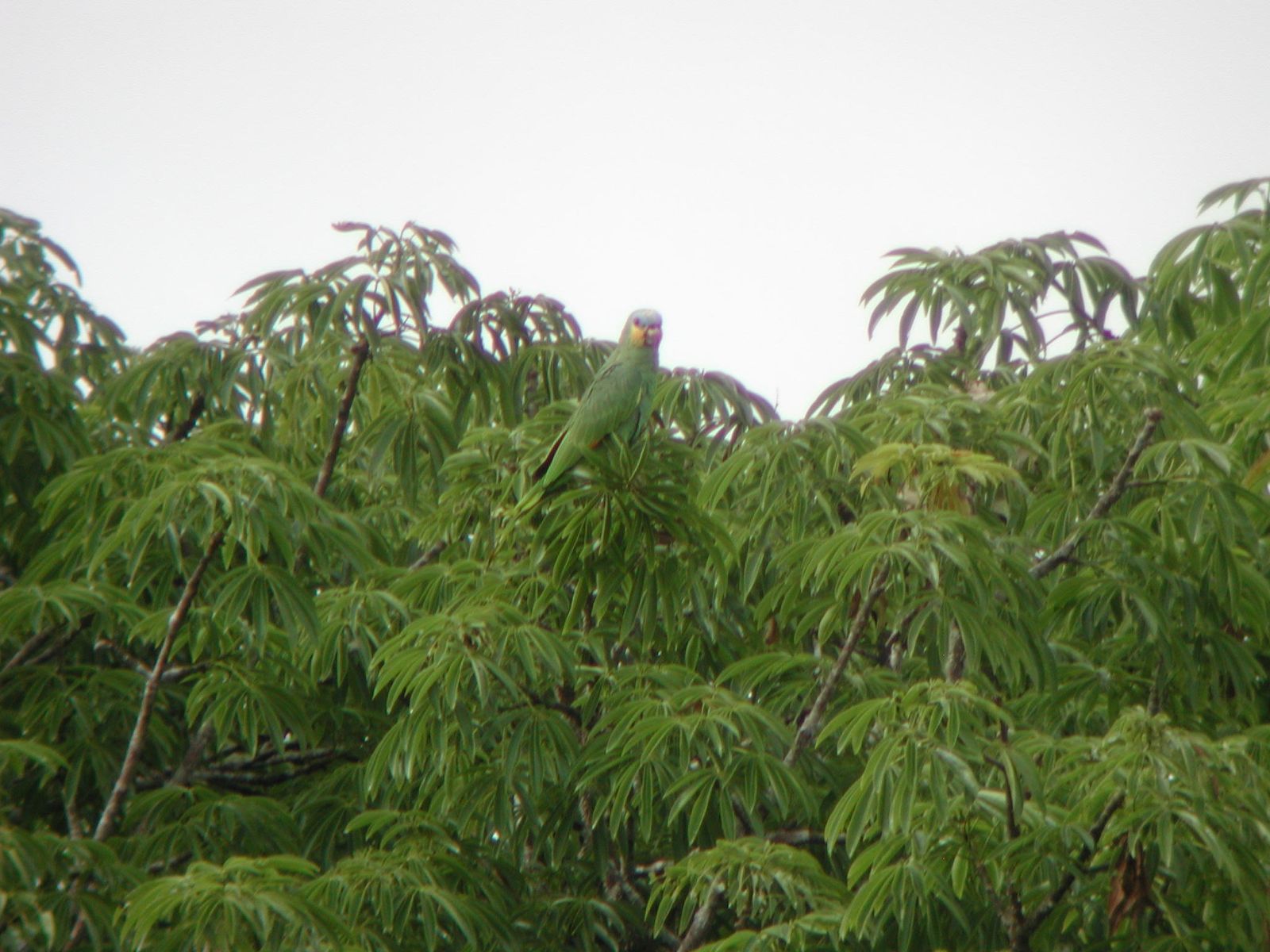 Amazon rainforest canopy tower rising above the tree line