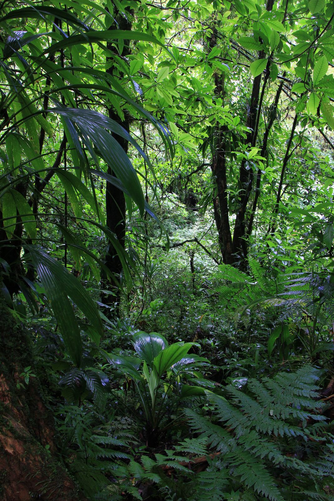 Dense Caribbean rainforest canopy seen from within the forest