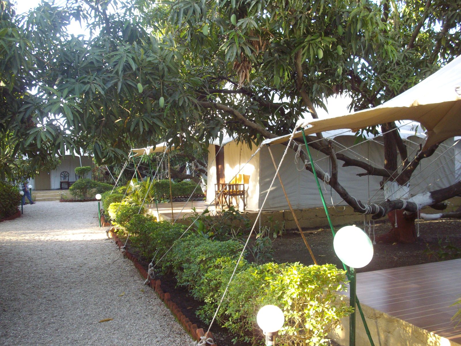 Canvas-walled tents beneath a dense tree canopy at a forest camp