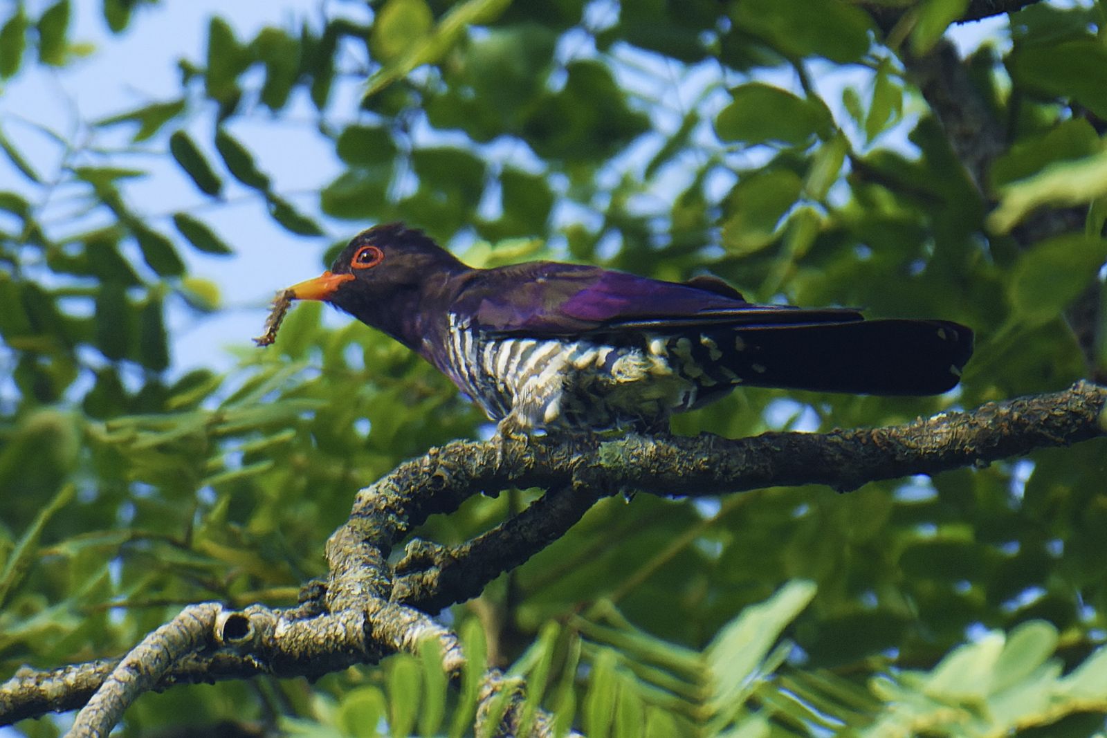 Best Time to Visit the Southeast Asia Jungle