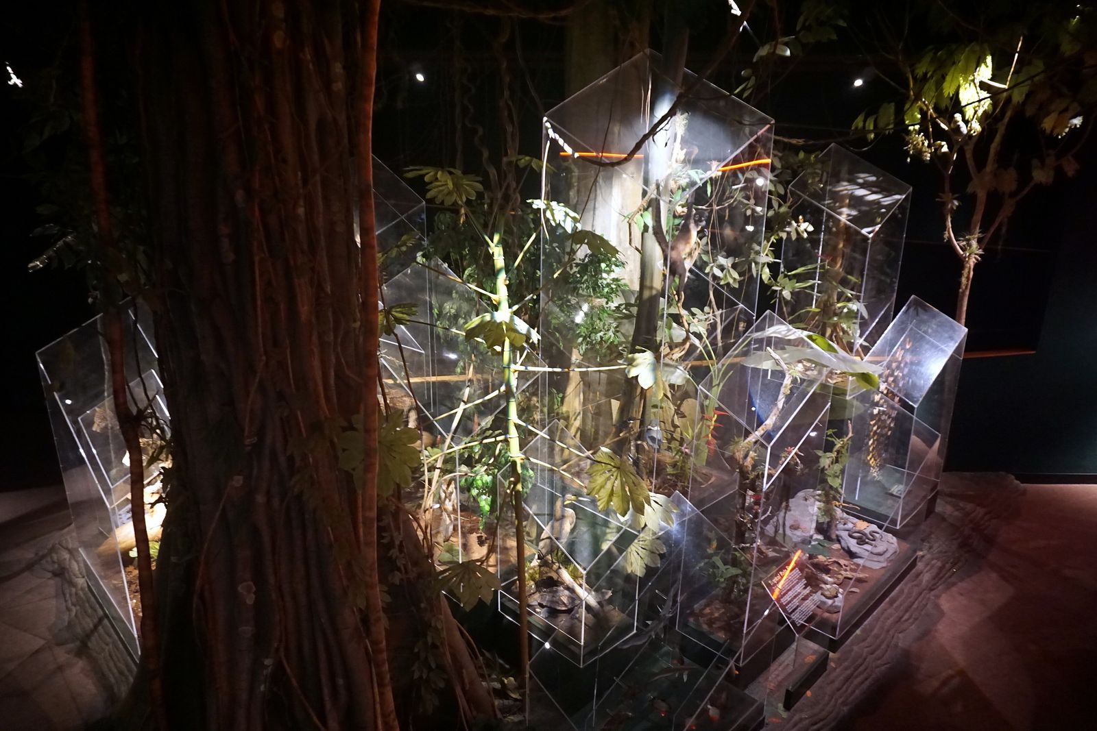 Heavy rain falling through a tropical rainforest canopy