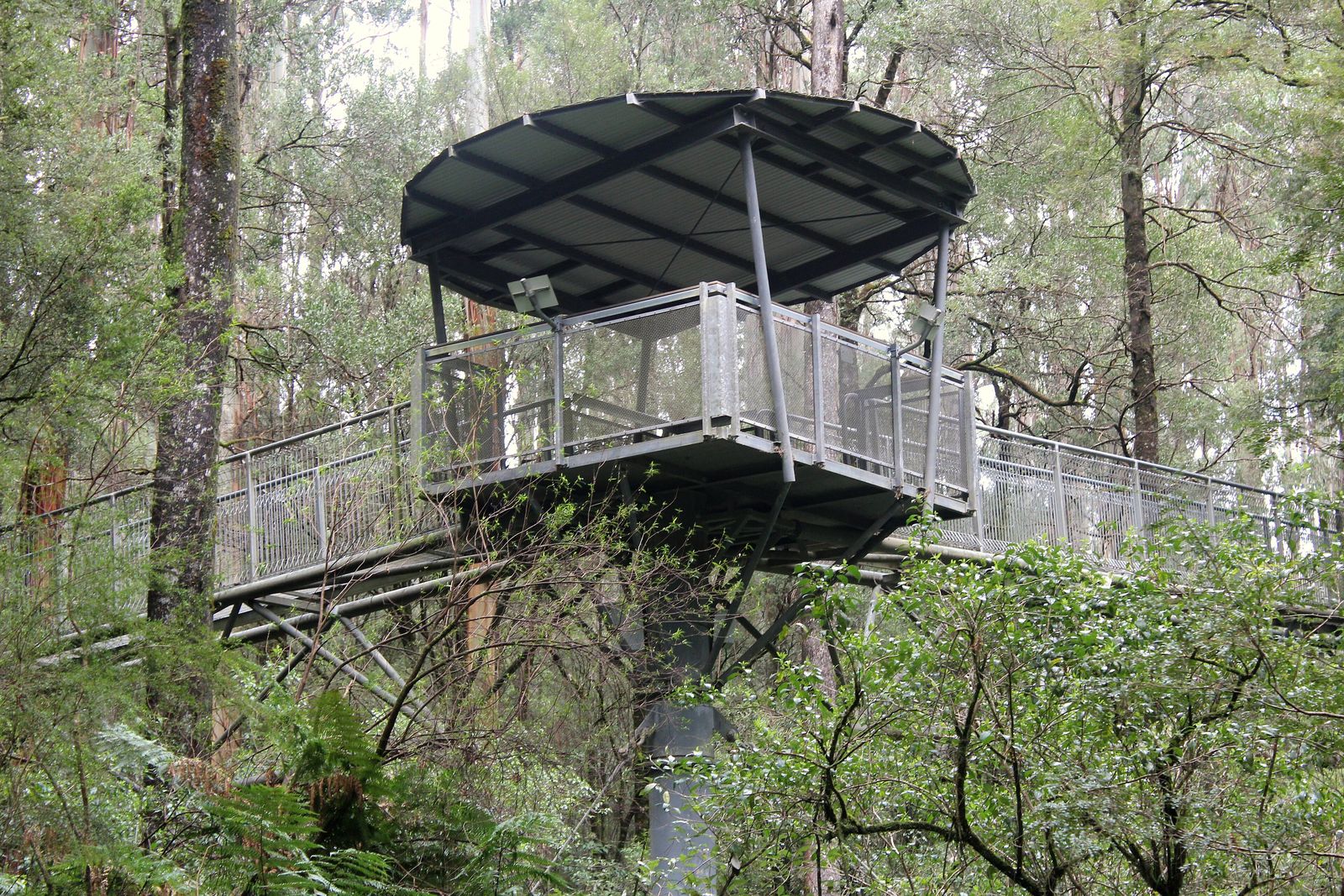 A rope and plank canopy walkway strung between trees in a tropical rainforest