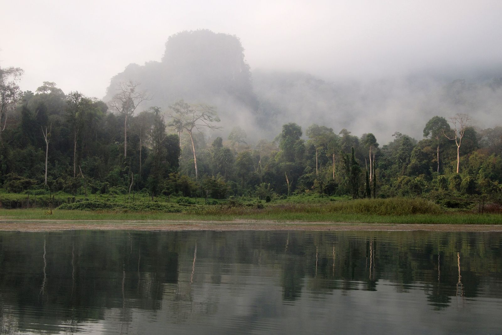 Aerial view over unbroken tropical rainforest canopy