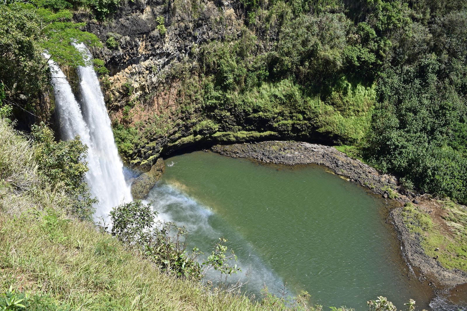 Big Island Hawai'i Jungle Guide
