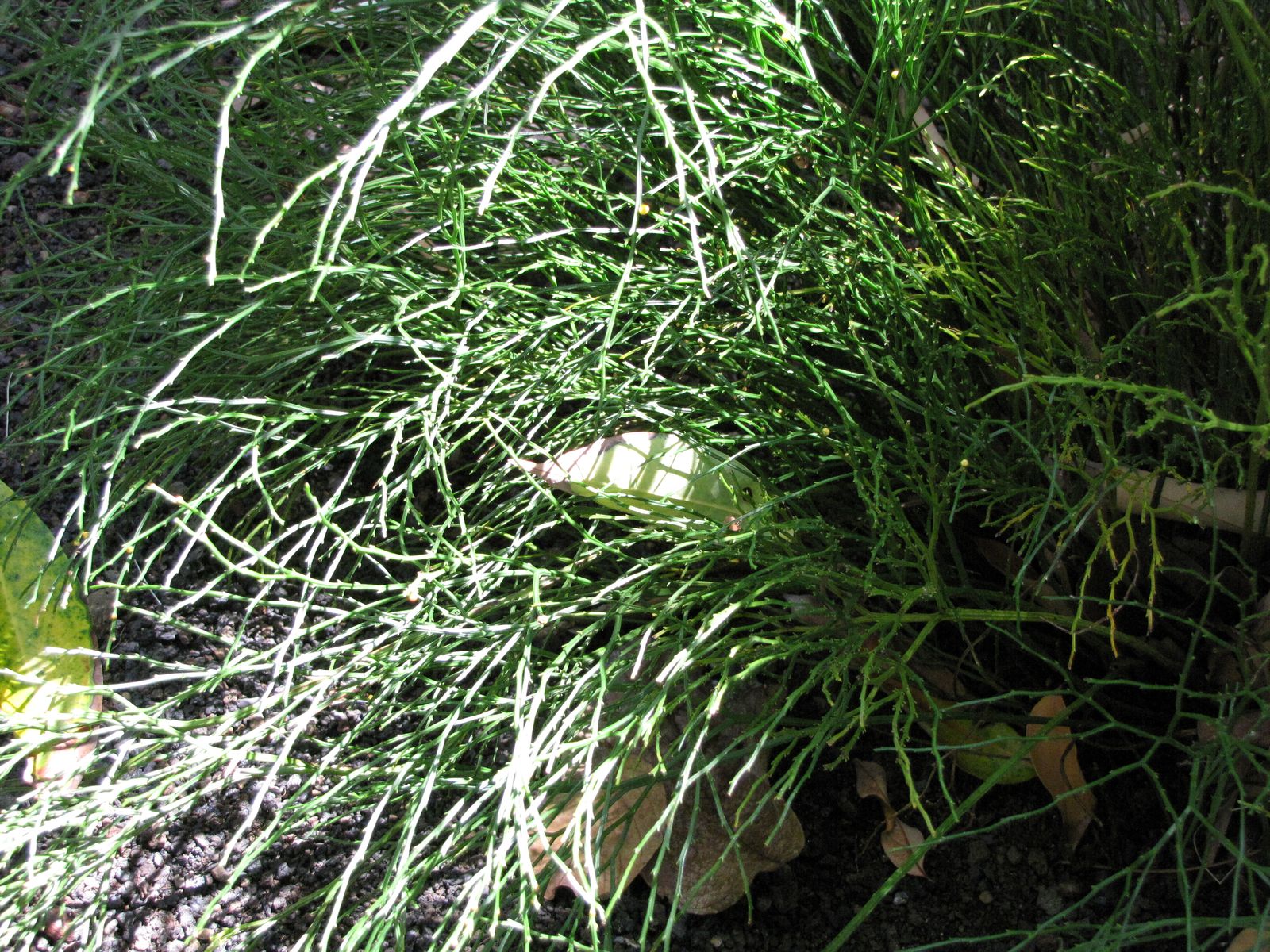 Close-up of lush green tropical fern fronds in a Hawaii rainforest understory