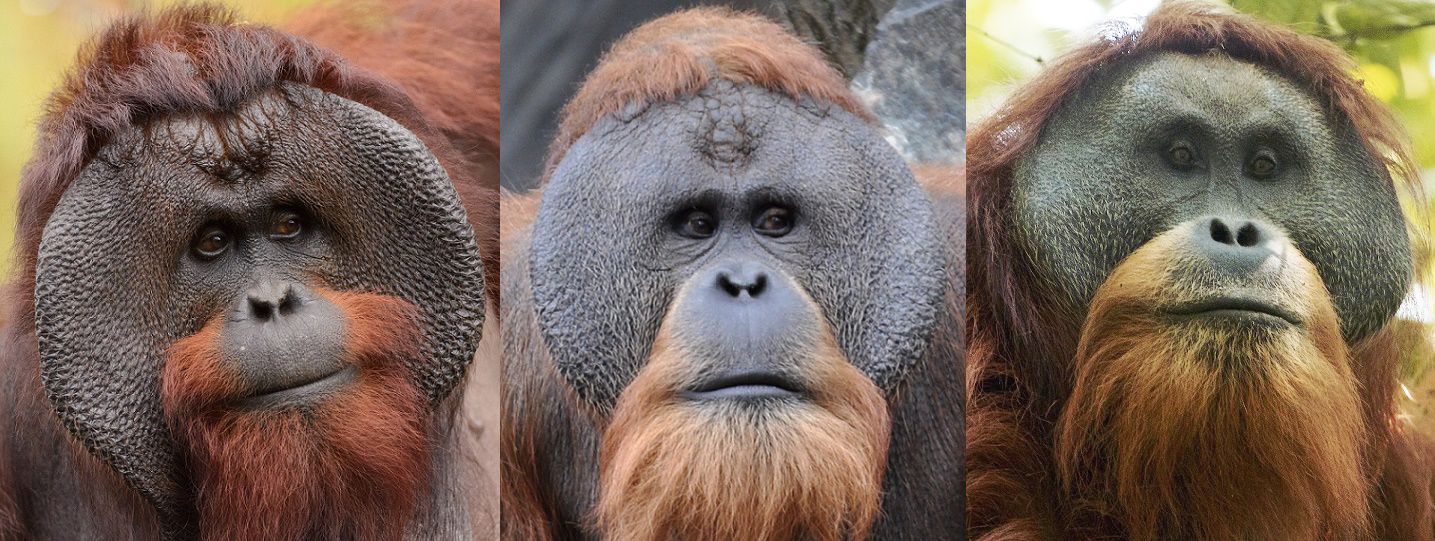 Borneo & Malaysia Rainforest Guide