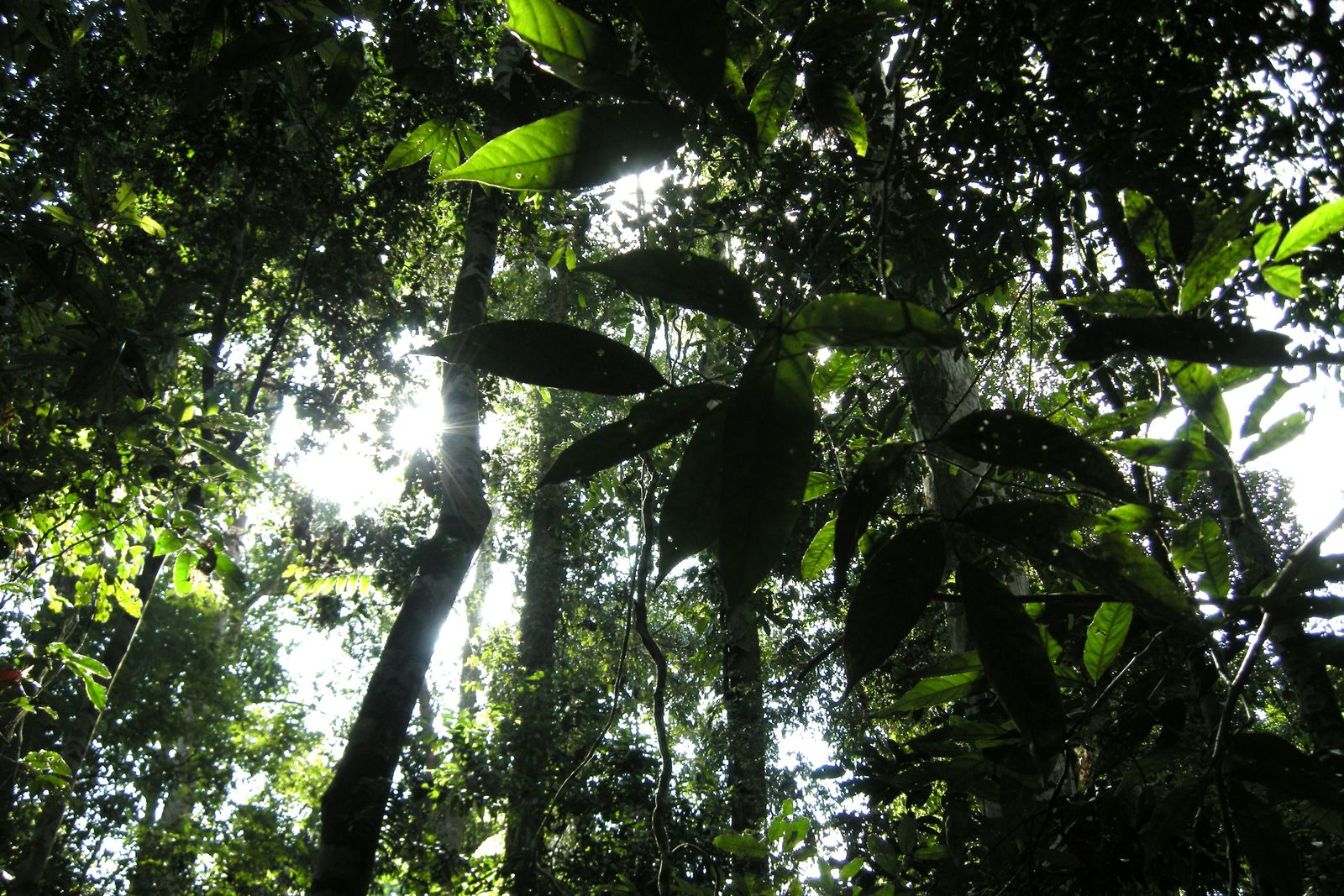 Dense lowland rainforest at Taman Negara National Park in Peninsular Malaysia