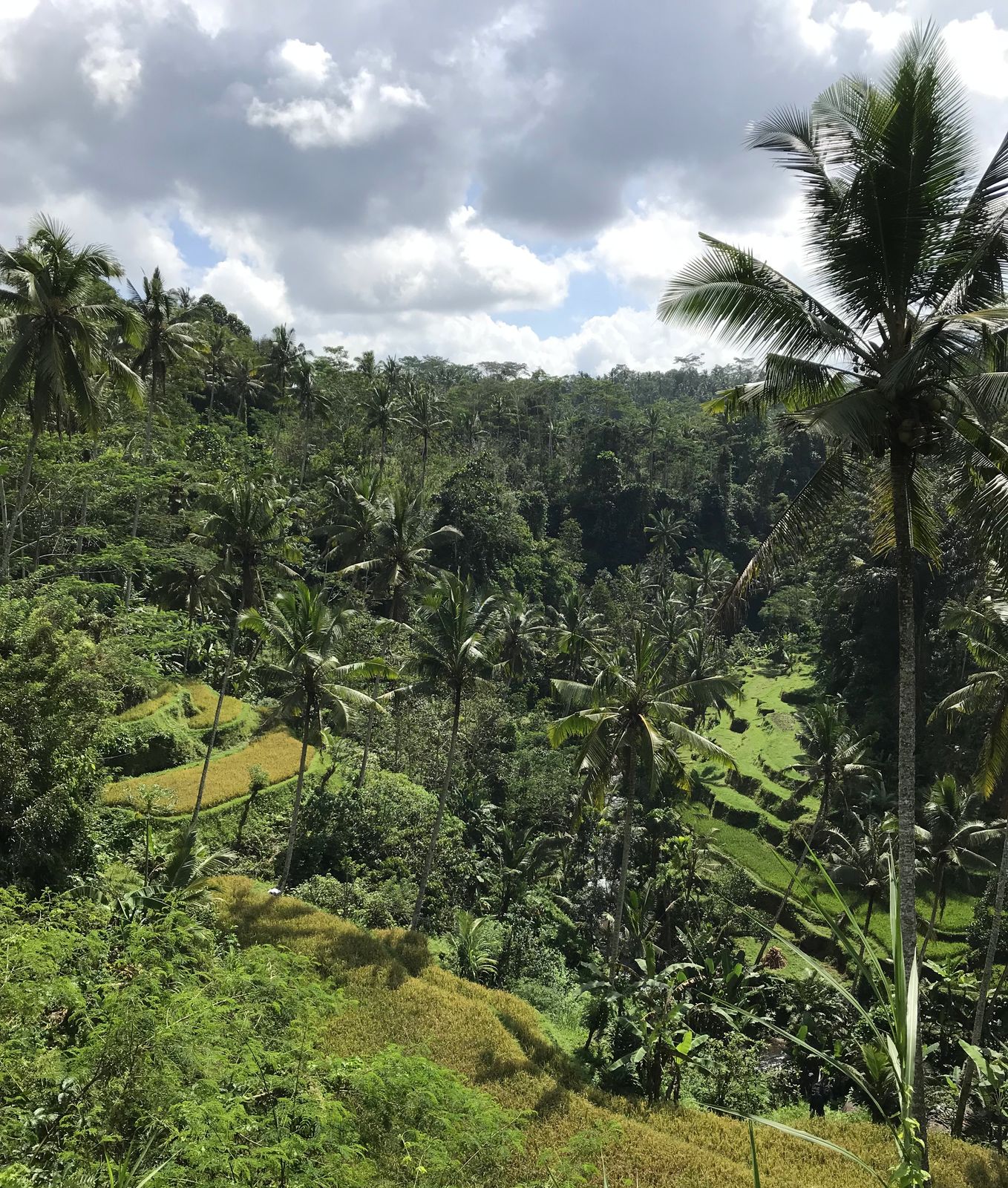 A jungle-lined river valley in Bali's interior near Ubud