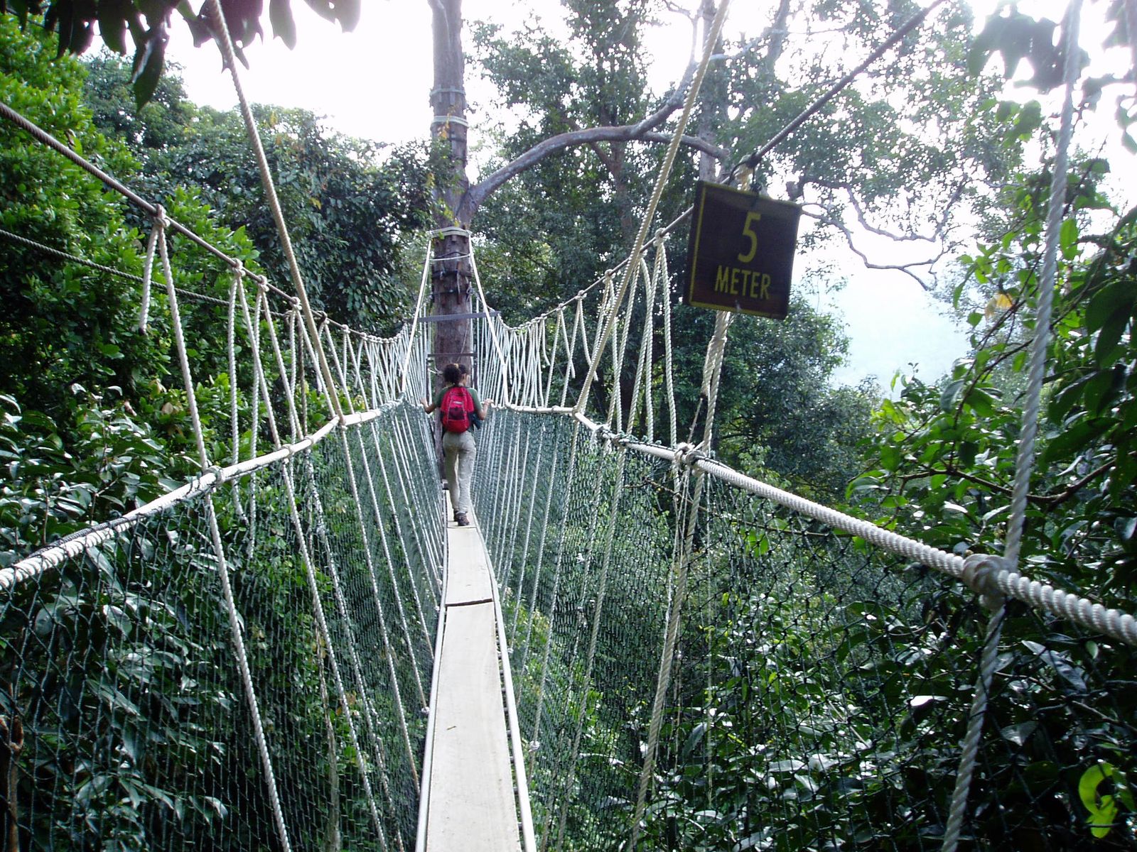 Canopy Walkways & Sky-Bridges Explained