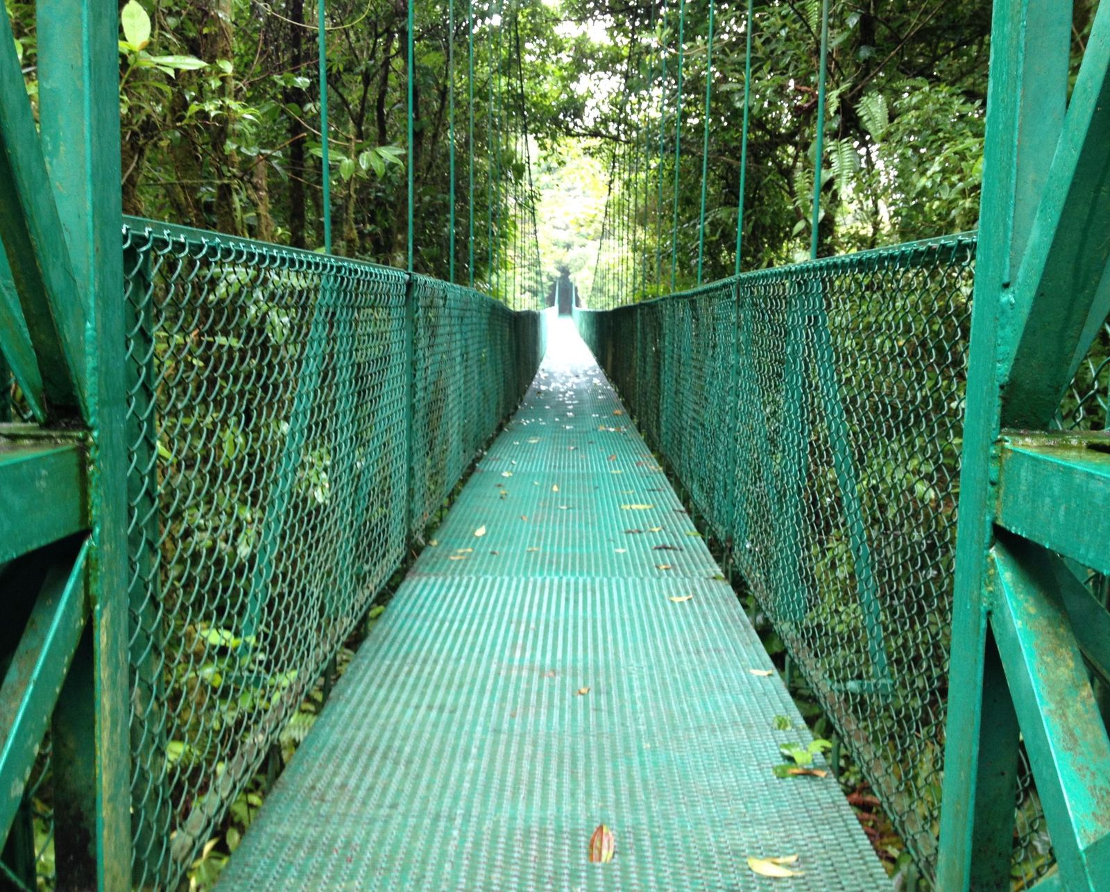 A suspension bridge walkway strung across a misty cloud forest canopy