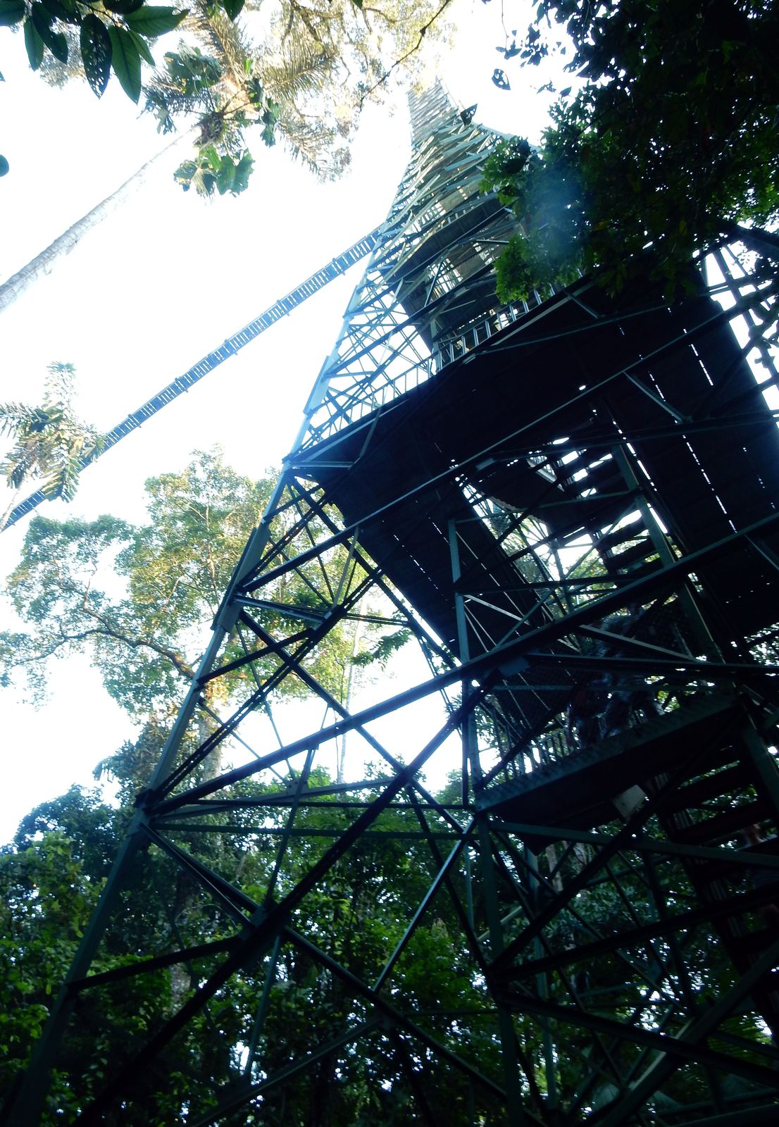 A tall rainforest canopy observation tower rising above the surrounding treetops