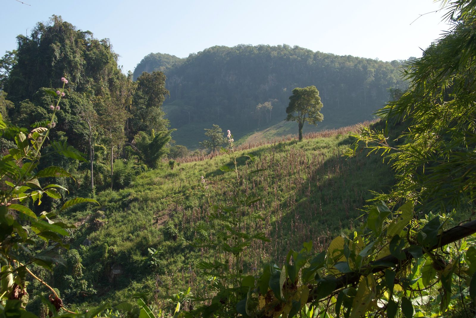 Forested hills of northern Thailand near Chiang Mai, layered ridgelines covered in green forest under a soft sky