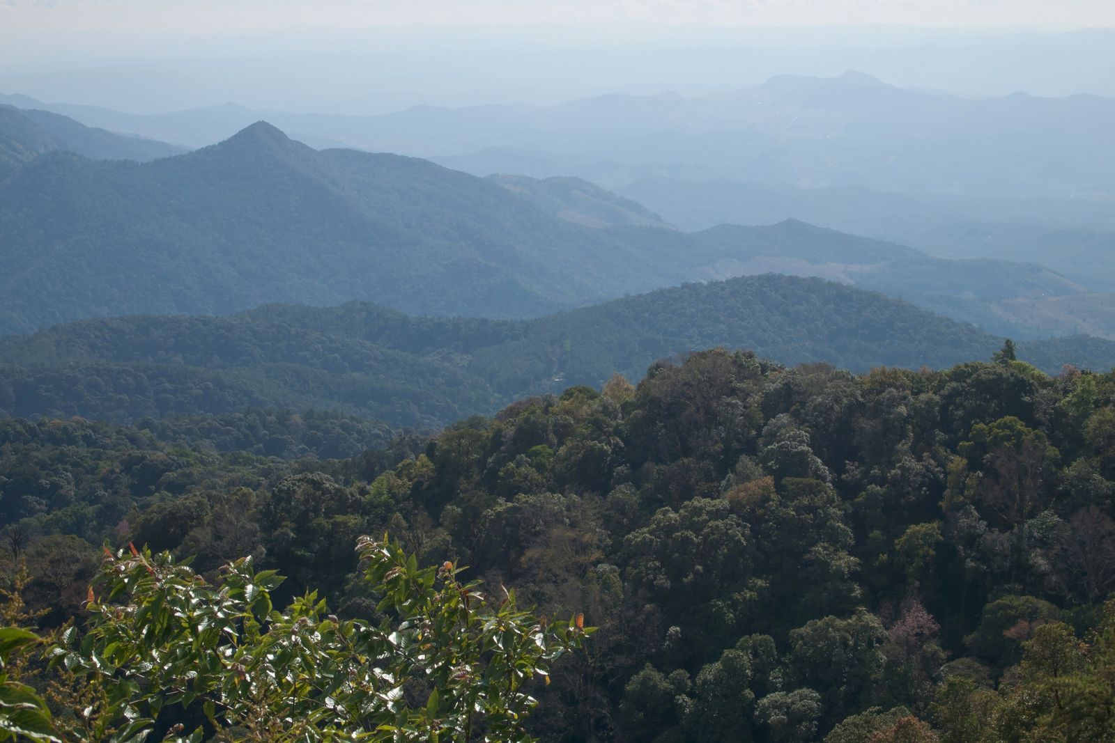 Cloud forest and misty mountain slopes at Doi Inthanon National Park, Thailand's highest peak near Chiang Mai