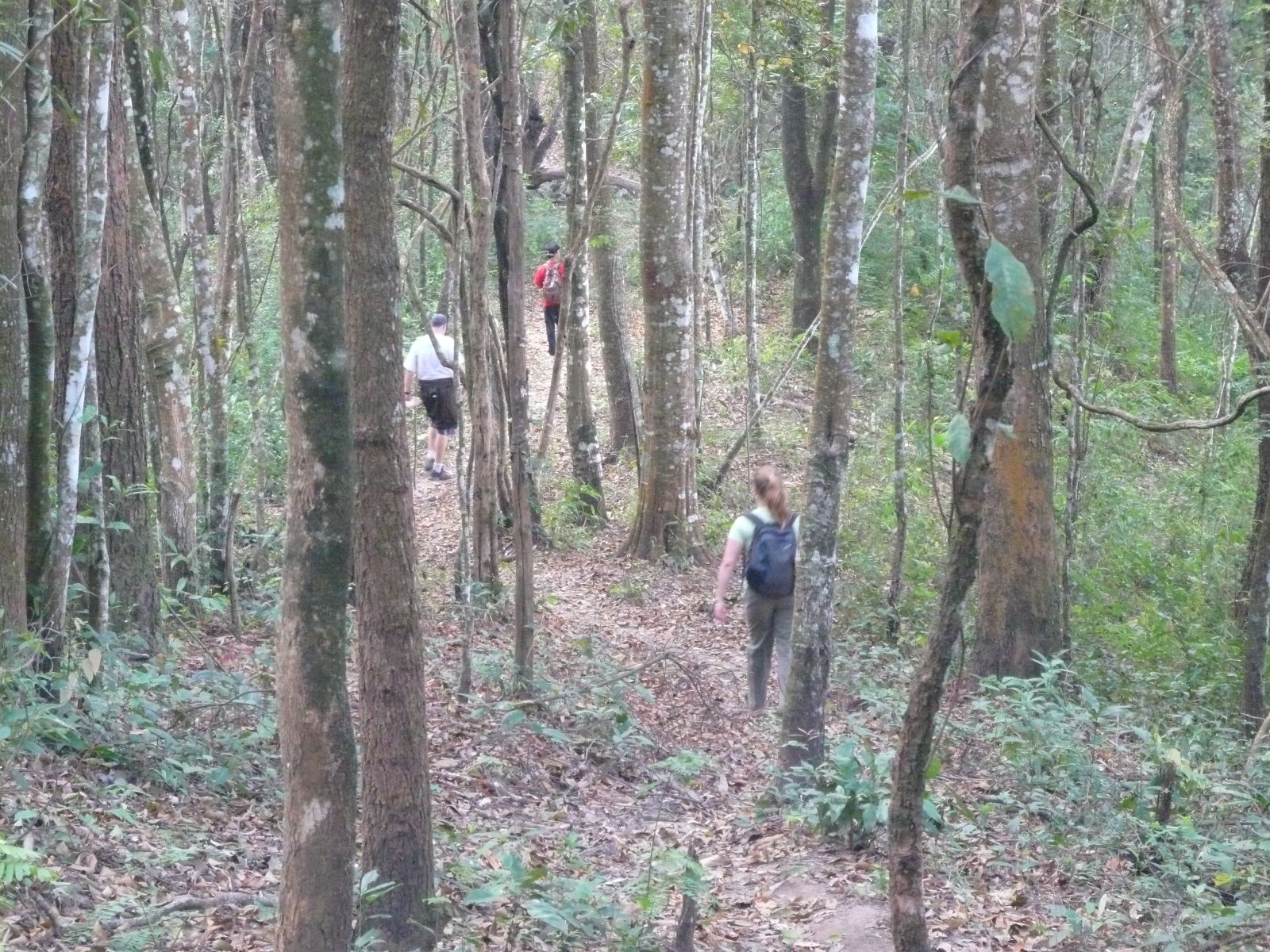Dense green rainforest canopy in the hills near Chiang Mai, northern Thailand