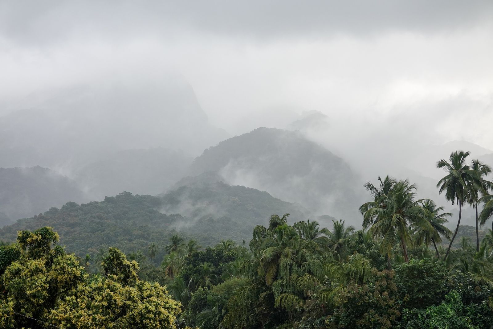 Cloud Forests Explained