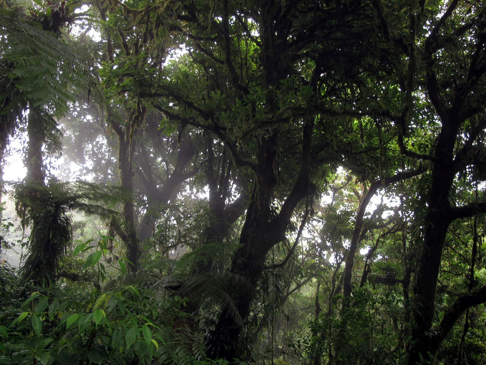 Layered green ridgelines of the Monteverde cloud forest disappearing into mist, Costa Rica