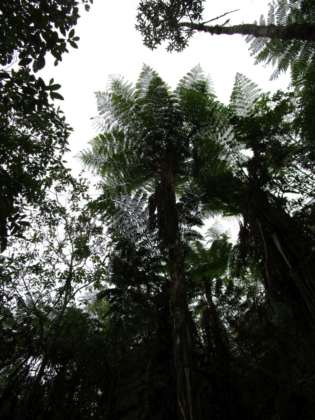 Misty cloud forest canopy in the Colombian Andes, with layered green ridgelines fading into fog