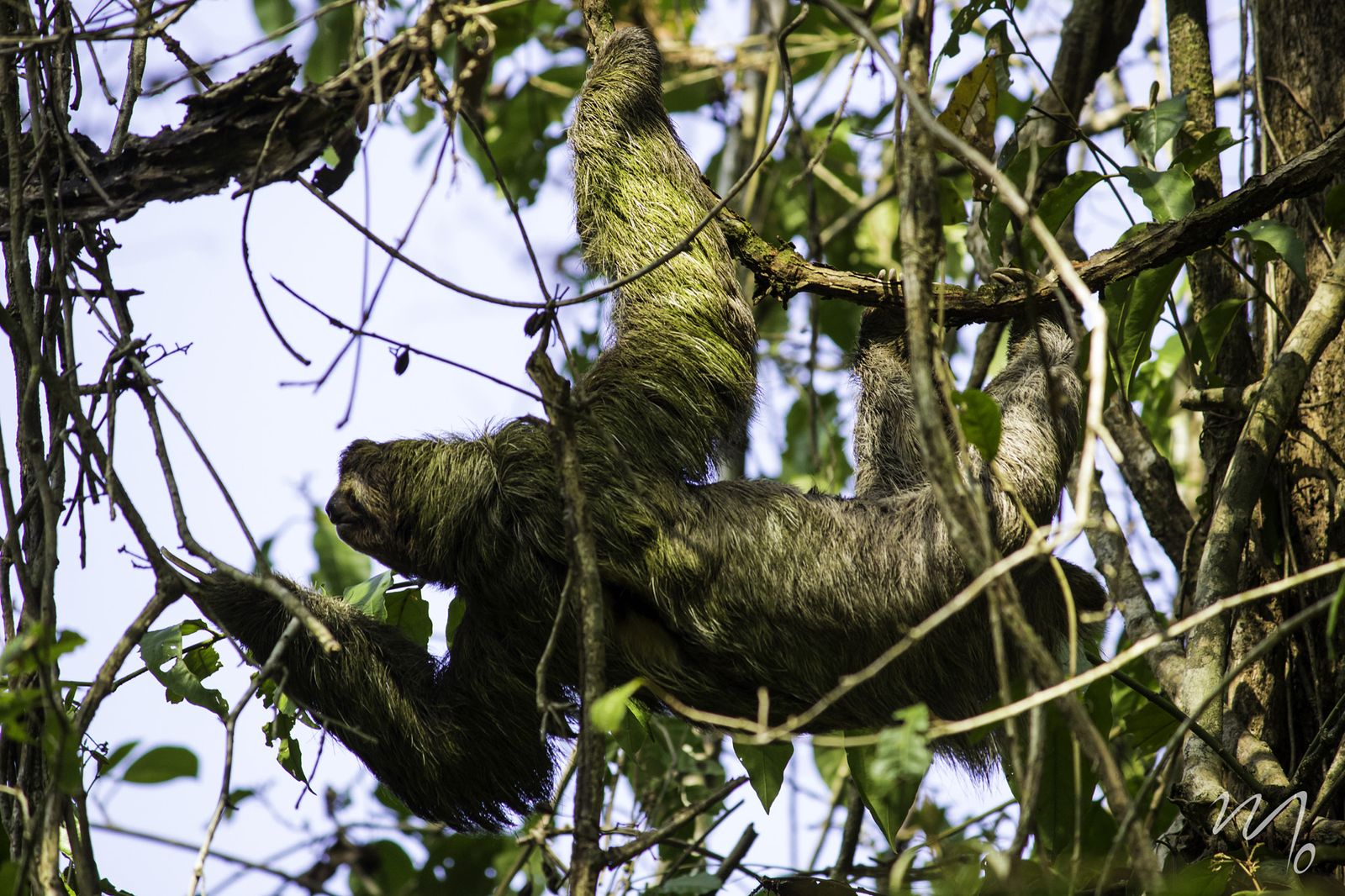 A sloth hangs among vines and branches in the canopy of a Costa Rican rainforest