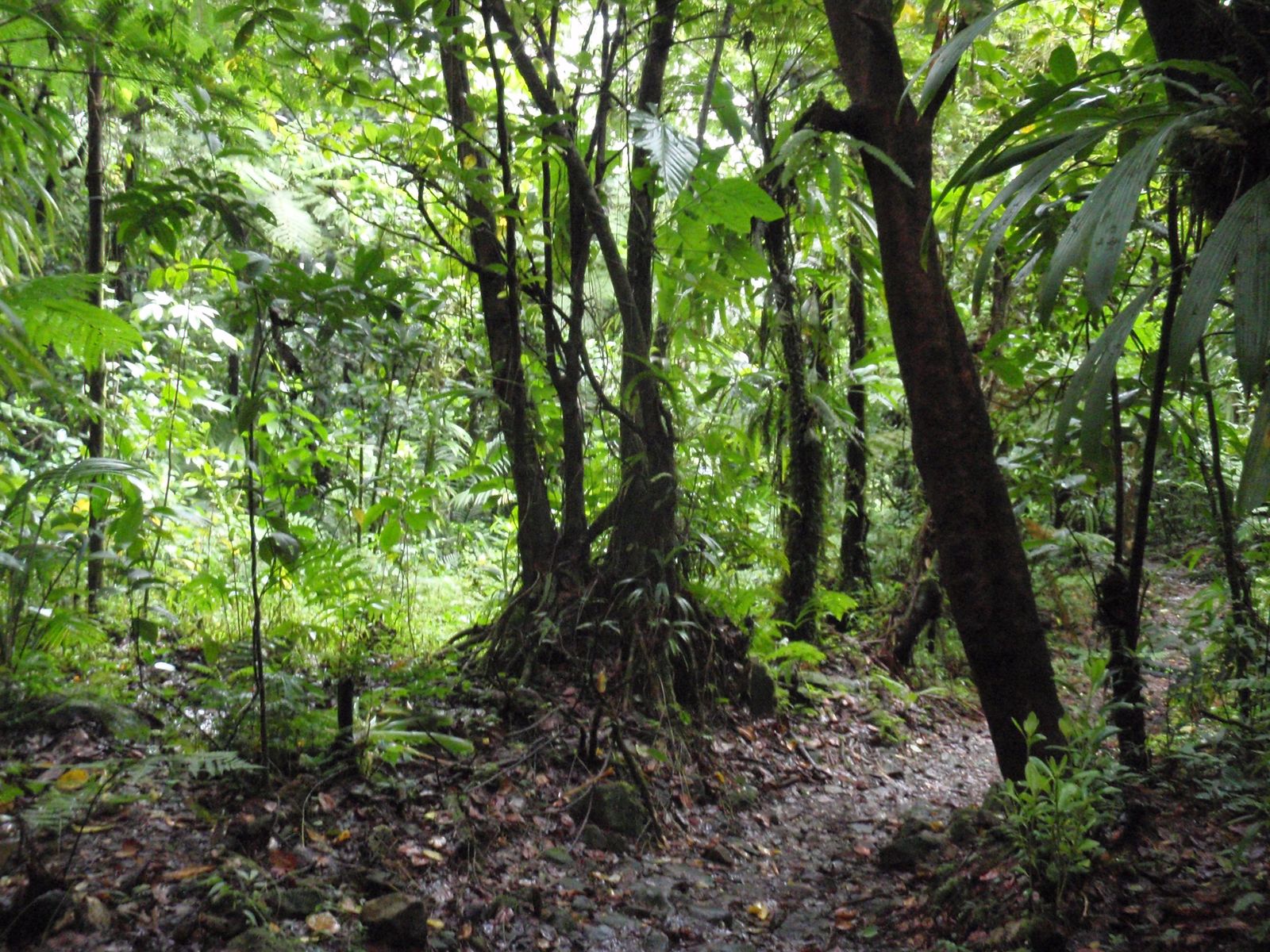 A narrow river gorge cutting through dense rainforest in Dominica, with steep green banks on either side
