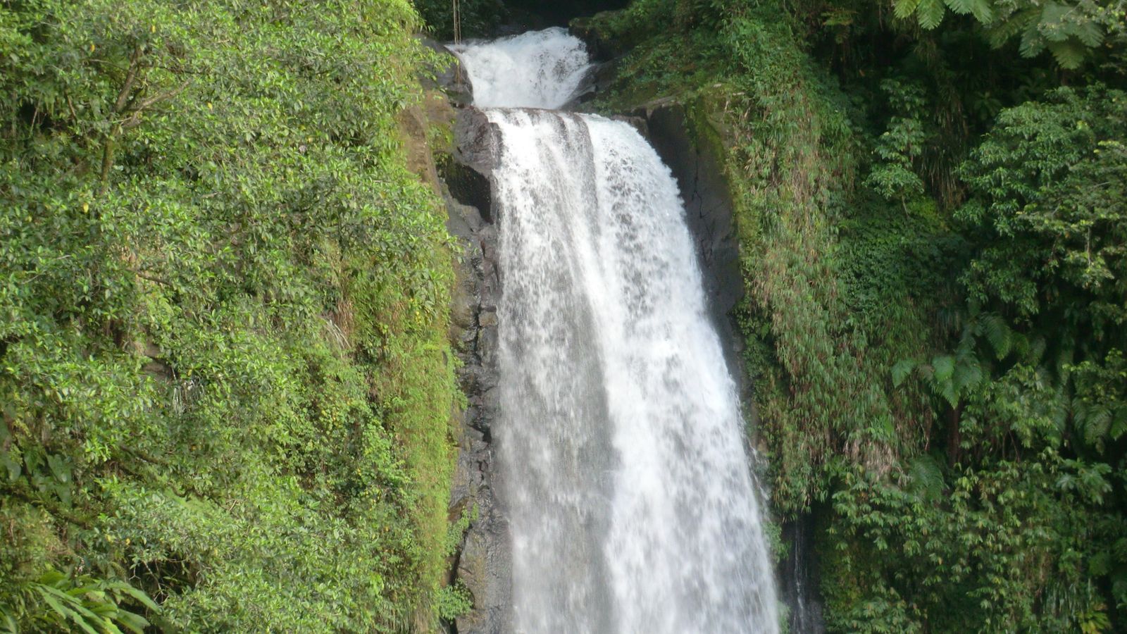 Dense tropical rainforest canopy covering the mountainous interior of Dominica