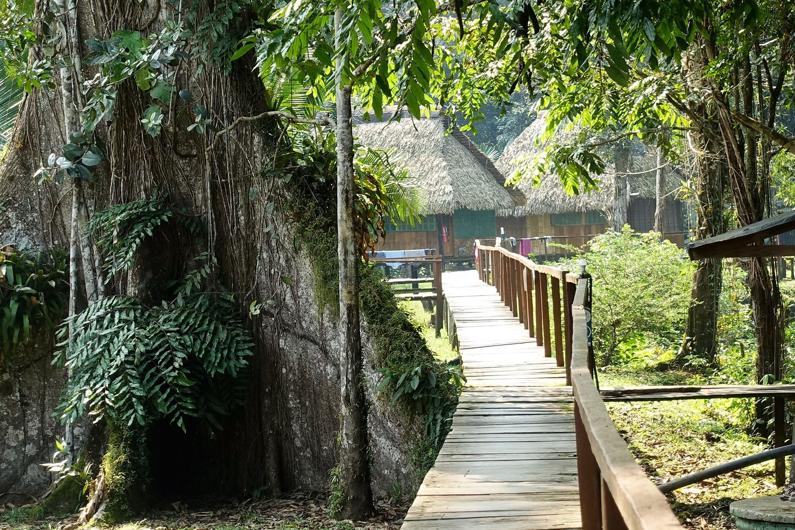 A rainforest lodge deck with open-air seating overlooking the canopy