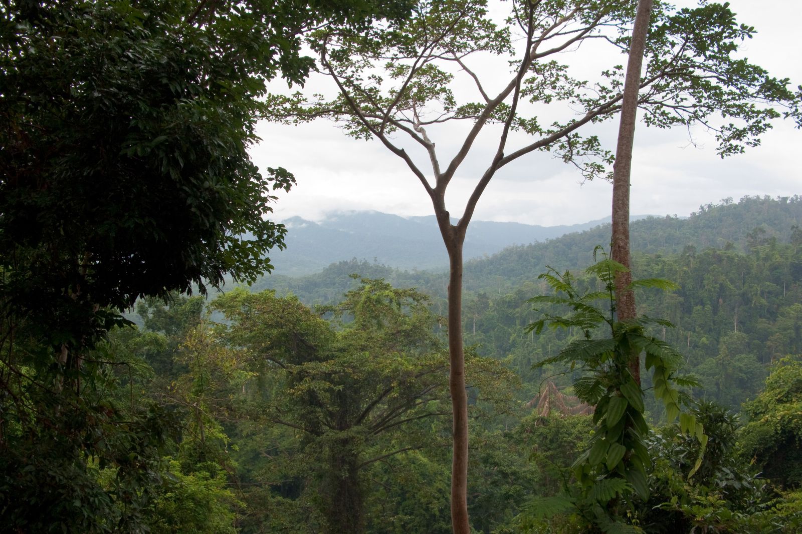 A jungle Airbnb built from bamboo with an open, screened structure