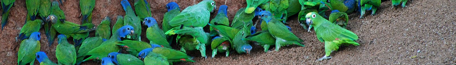 Ecuador Amazon & Cloud Forest Guide
