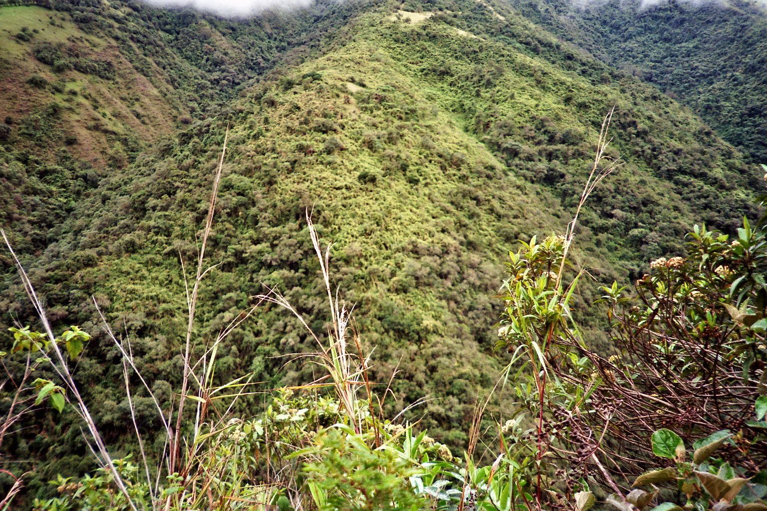 Misty green cloud forest hillside near Mindo, Ecuador, with dense vegetation rising into low cloud