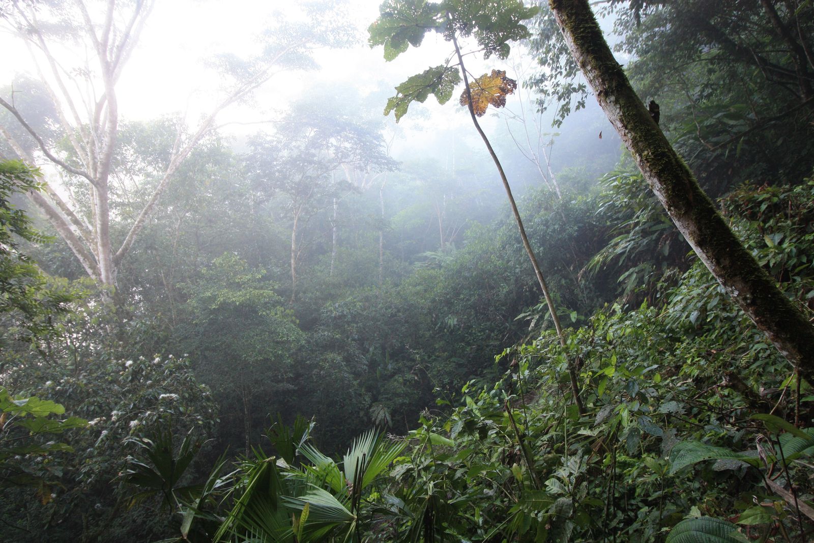 Close-up of a hummingbird in flight in an Ecuadorian rainforest, wings blurred, feeding near green foliage