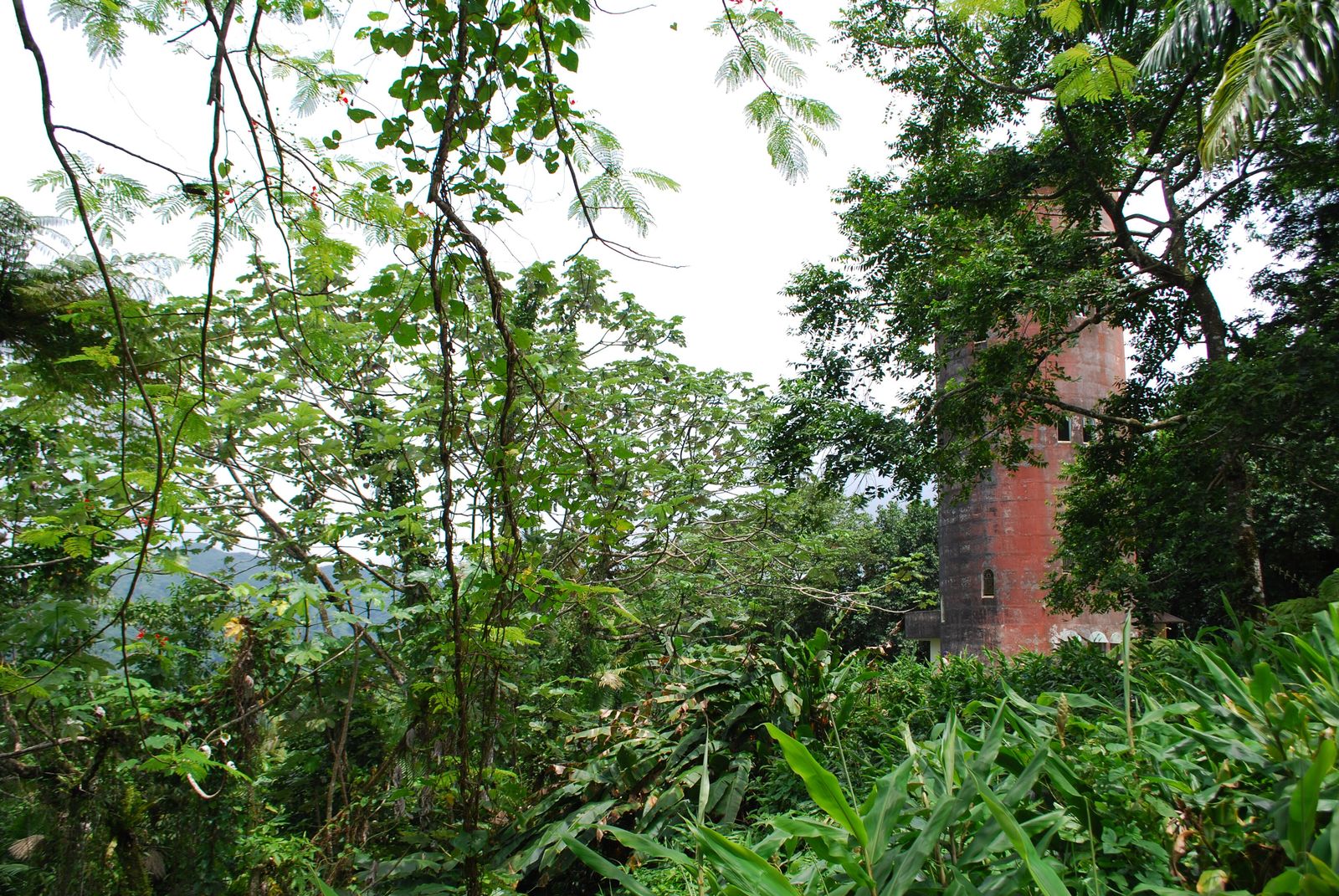 El Yunque National Forest Guide