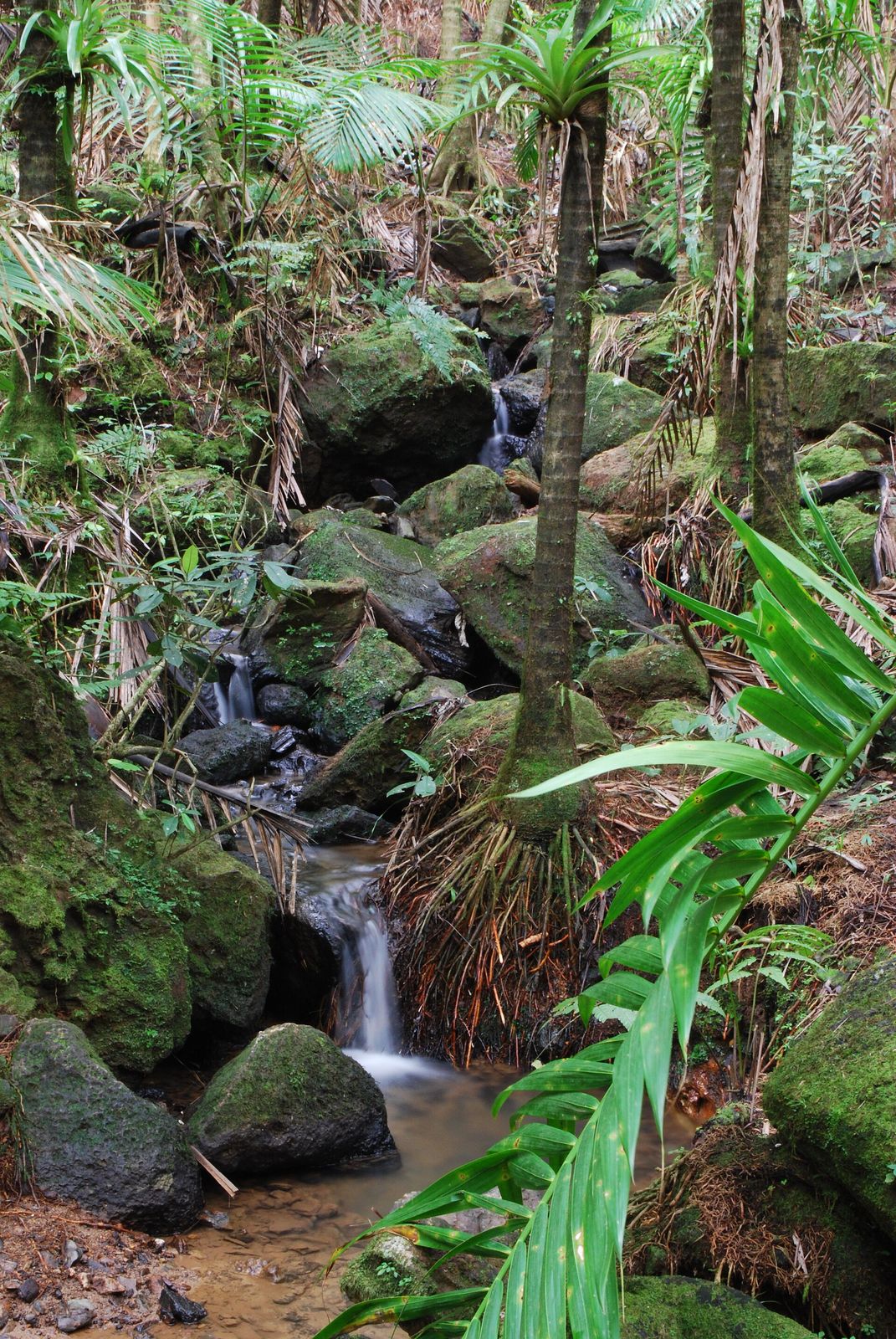 A waterfall drops through dense green rainforest foliage in El Yunque National Forest, Puerto Rico